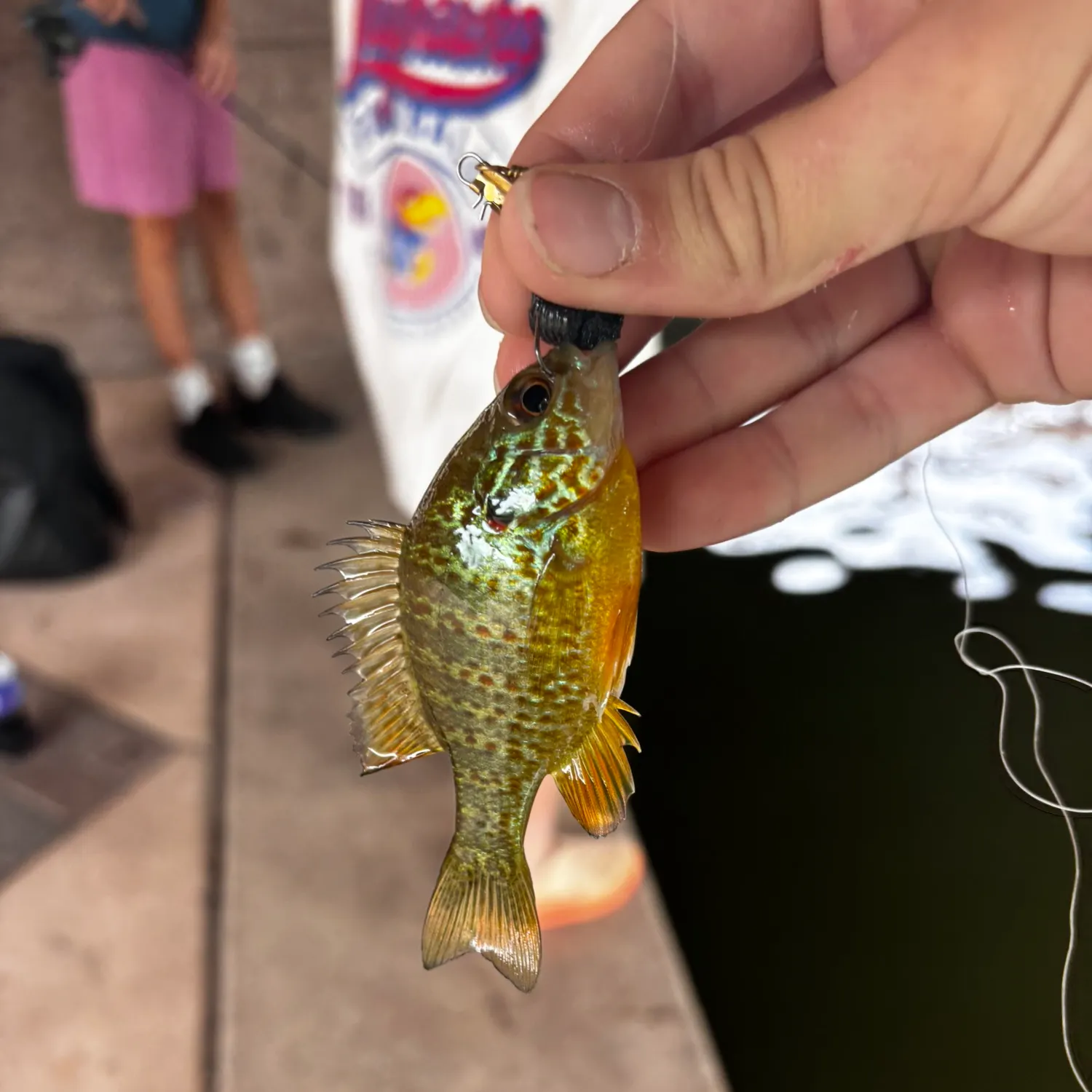 recently logged catches