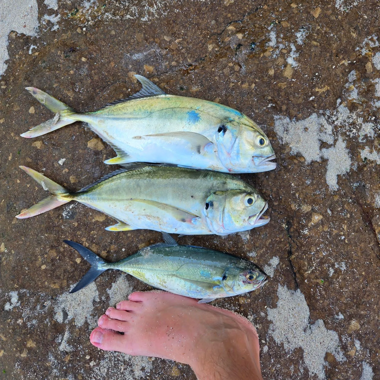 The most recent Green jack catches on Fishbrain