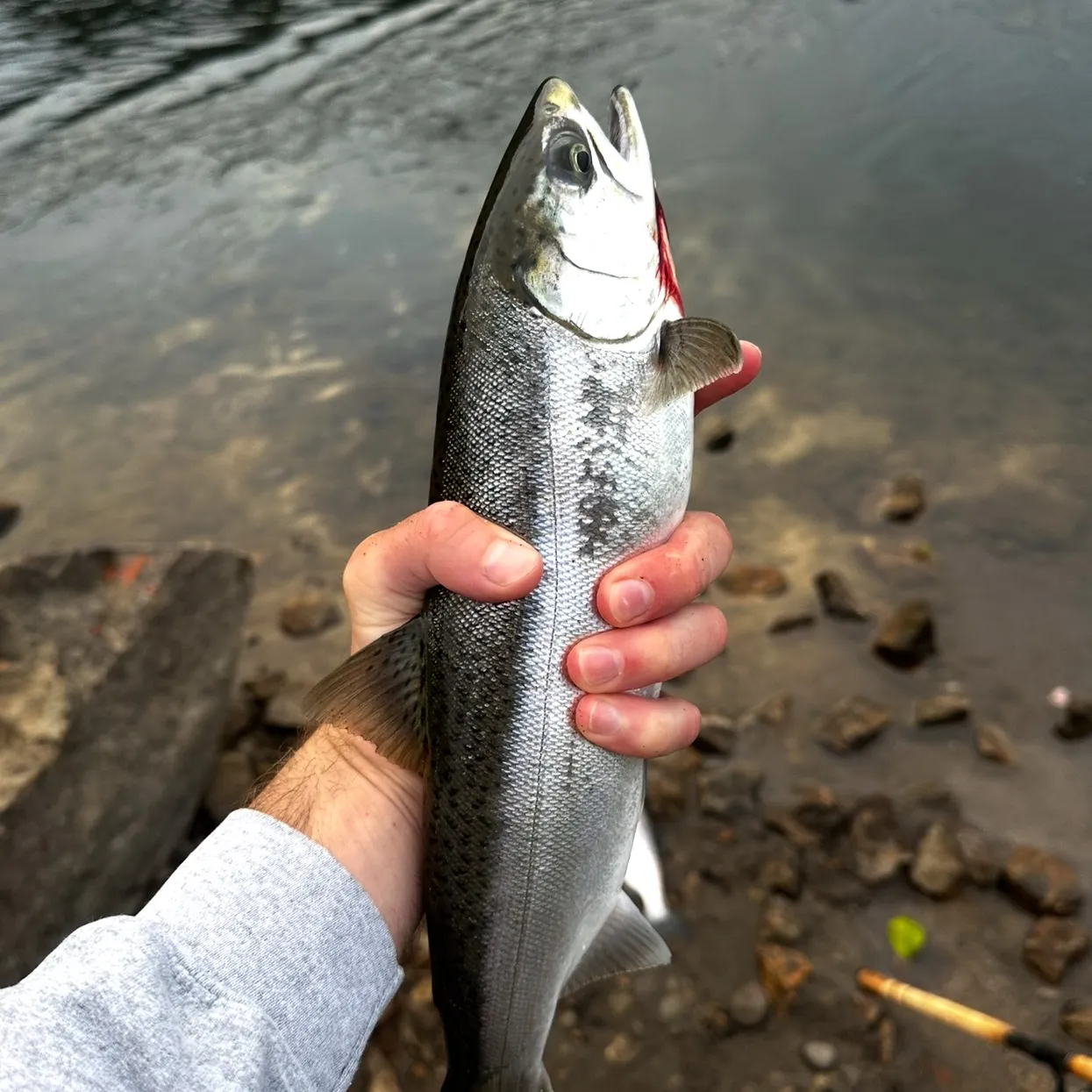 Coho salmon caught on Fishbrain