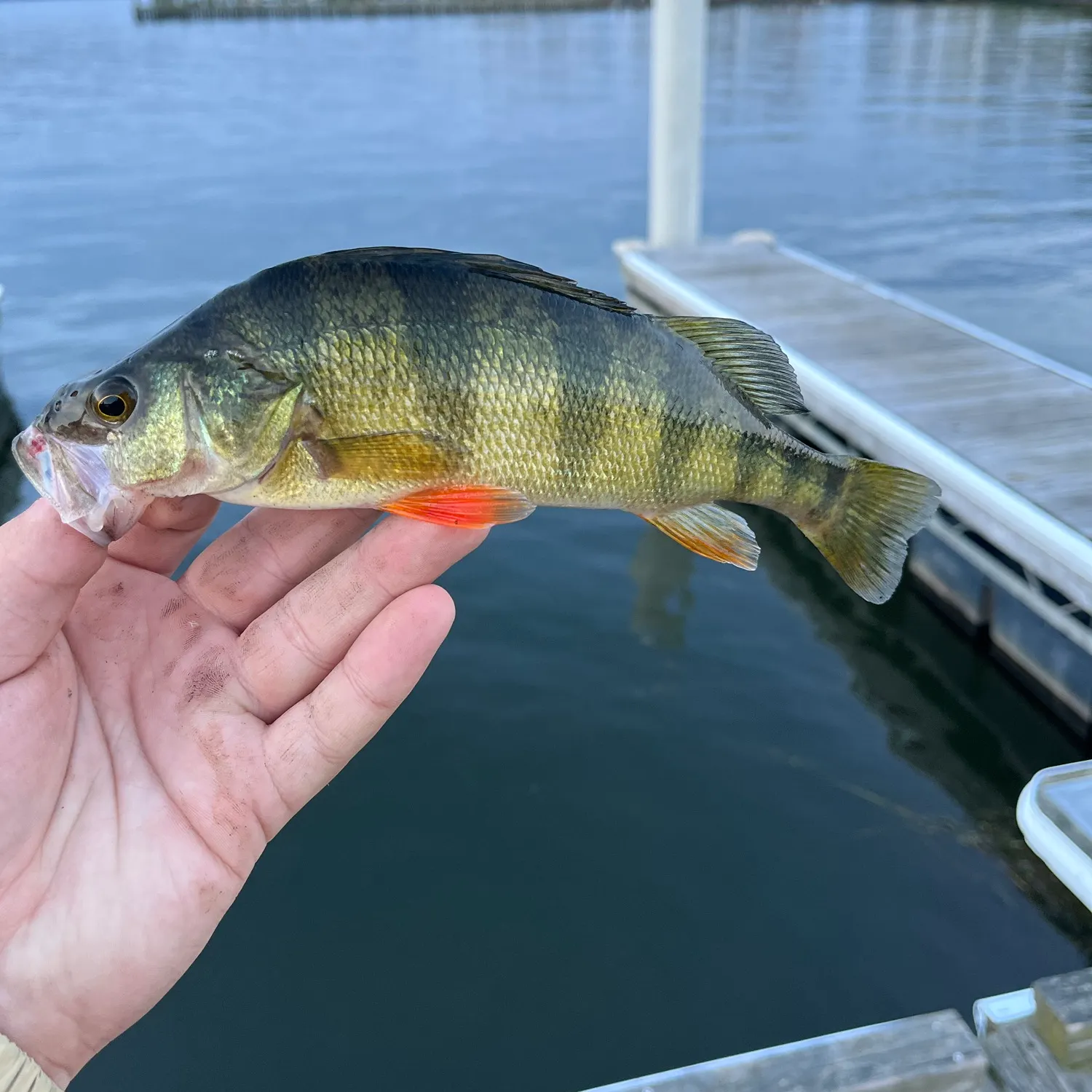 Yellow perch caught on Fishbrain