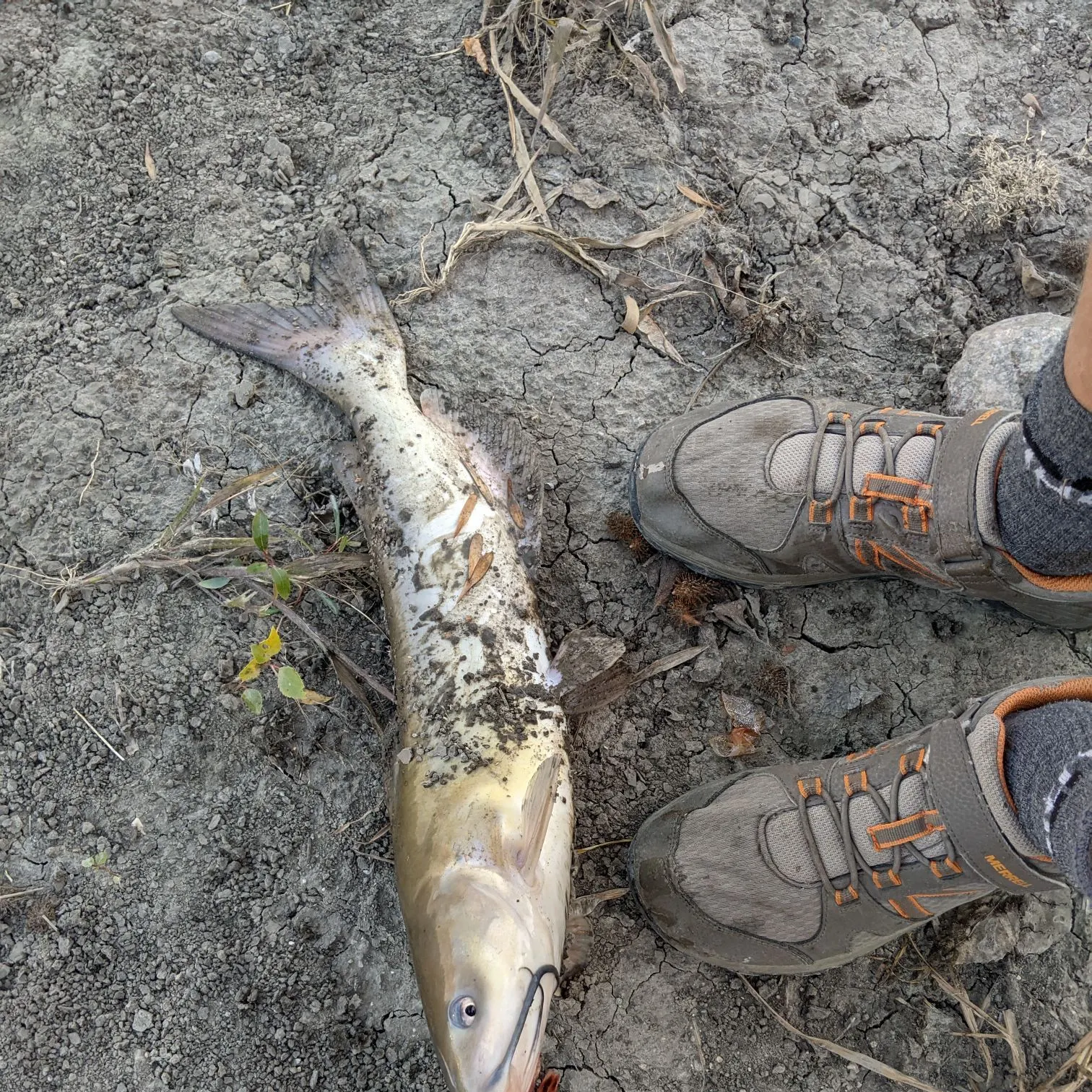 Channel catfish caught on Fishbrain