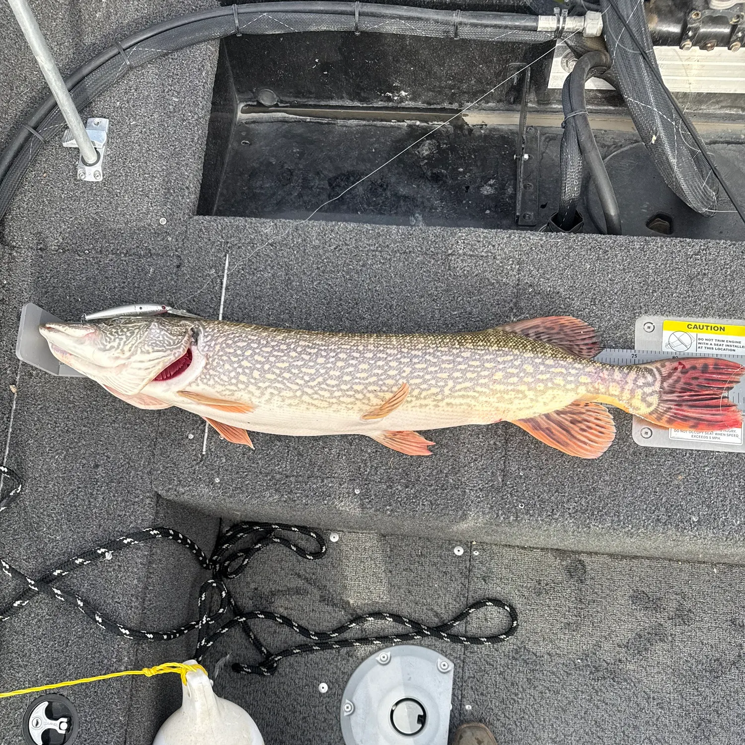 Northern pike caught on Fishbrain