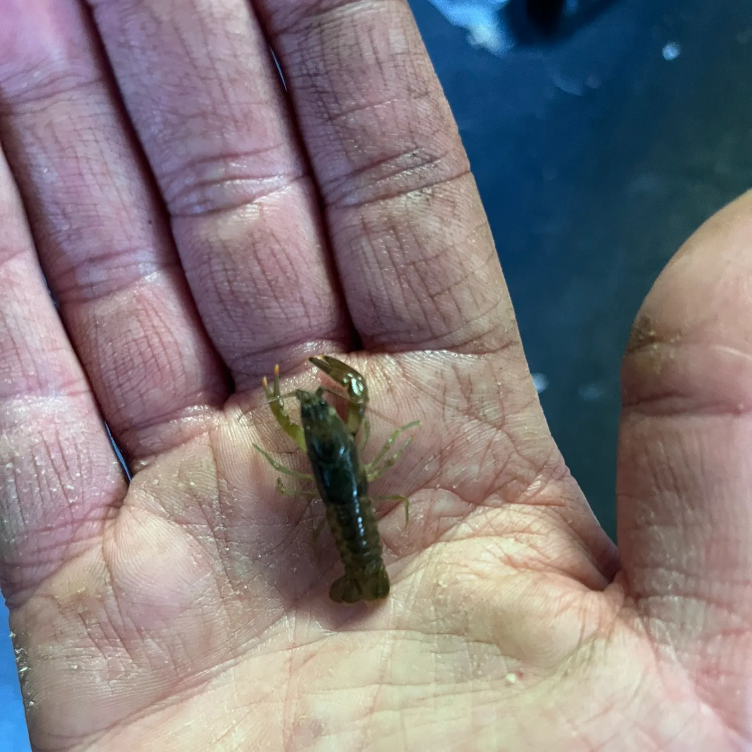 The most recent Rusty crayfish catches on Fishbrain
