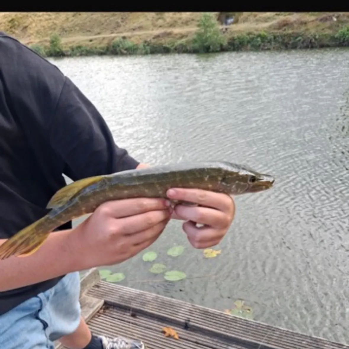 Northern pike caught on Fishbrain