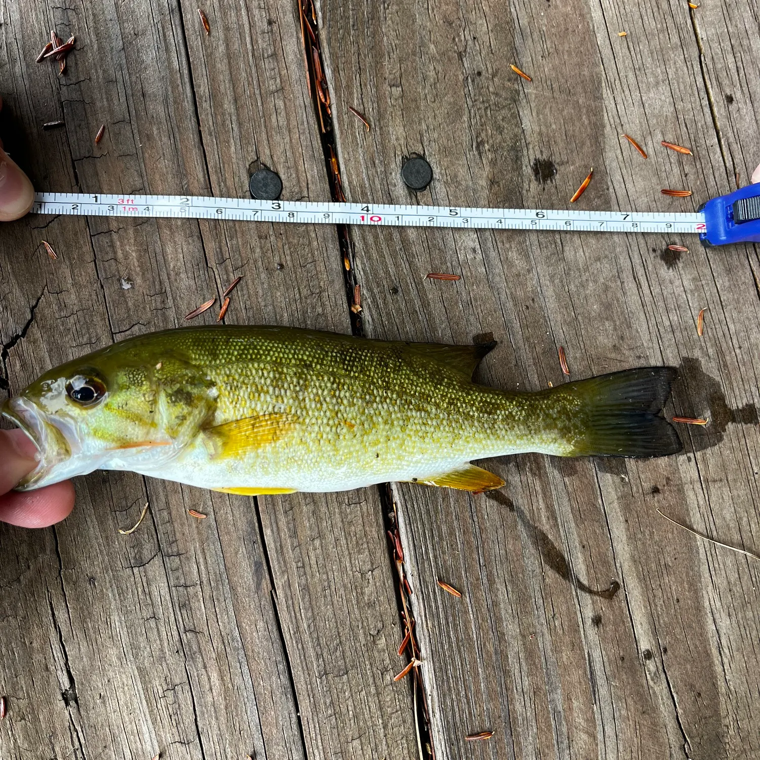 Smallmouth bass caught on Fishbrain