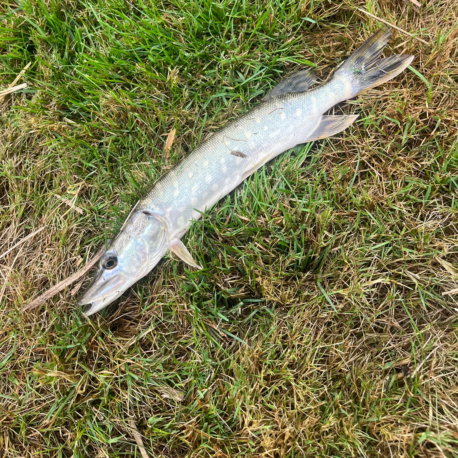 Northern pike caught on Fishbrain