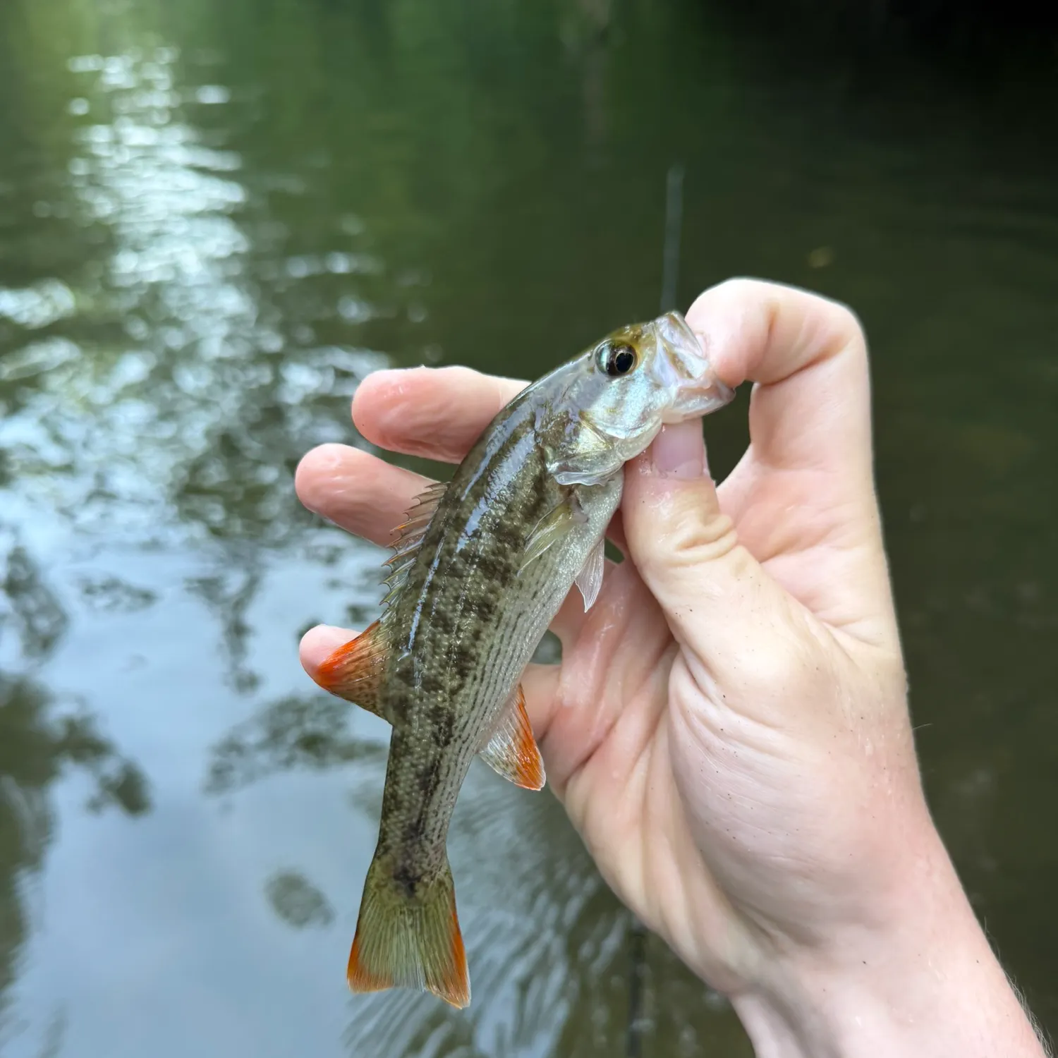 The most recent Chattahoochee bass catches on Fishbrain