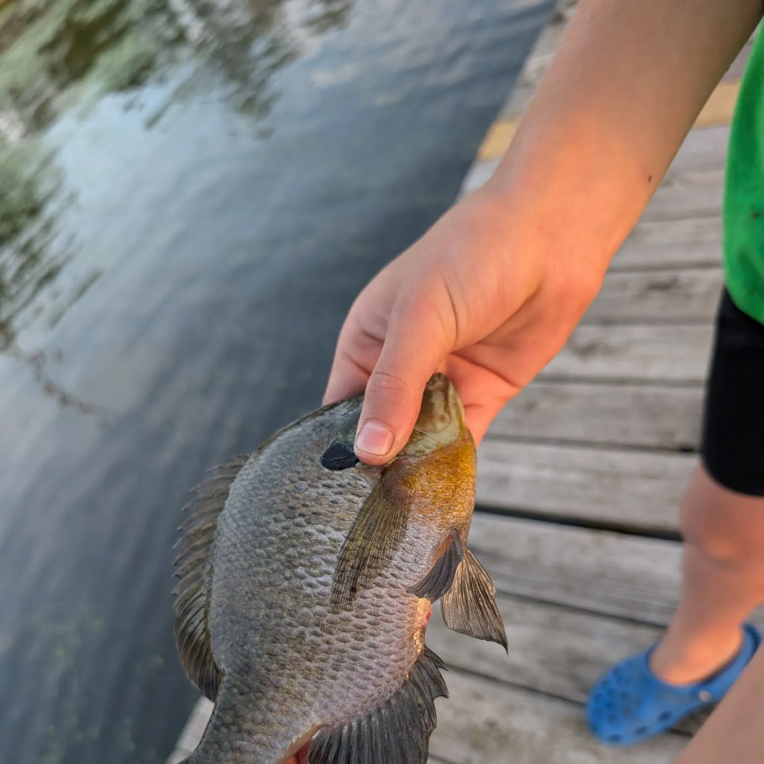Bluegill caught on Fishbrain