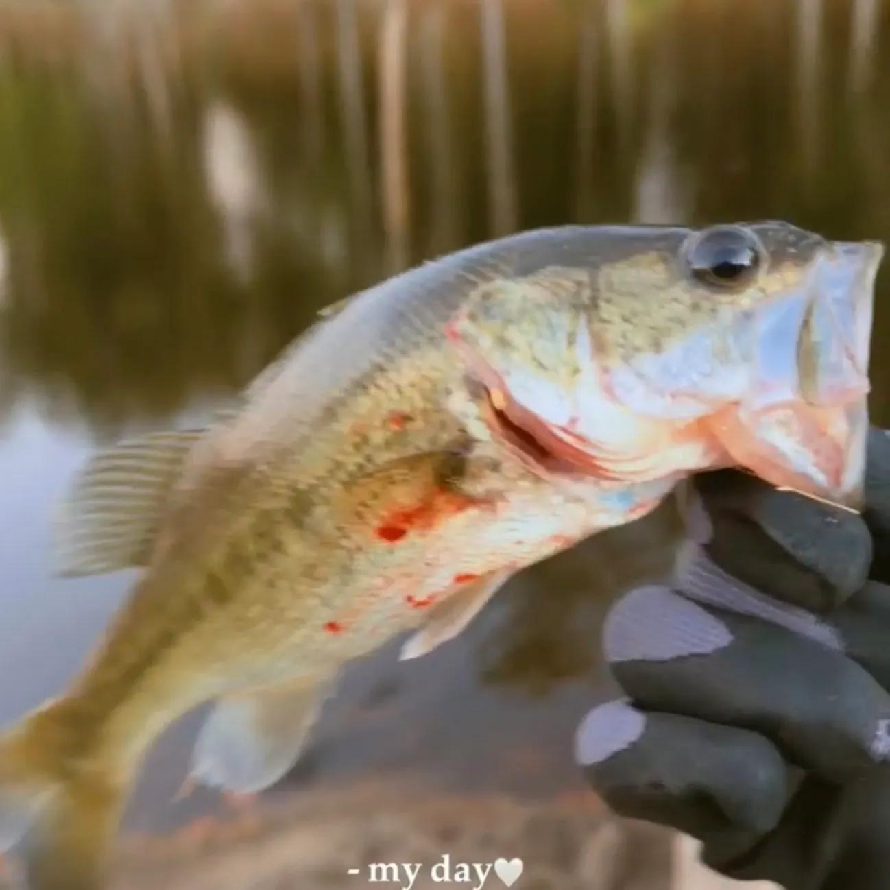 Largemouth bass caught on Fishbrain