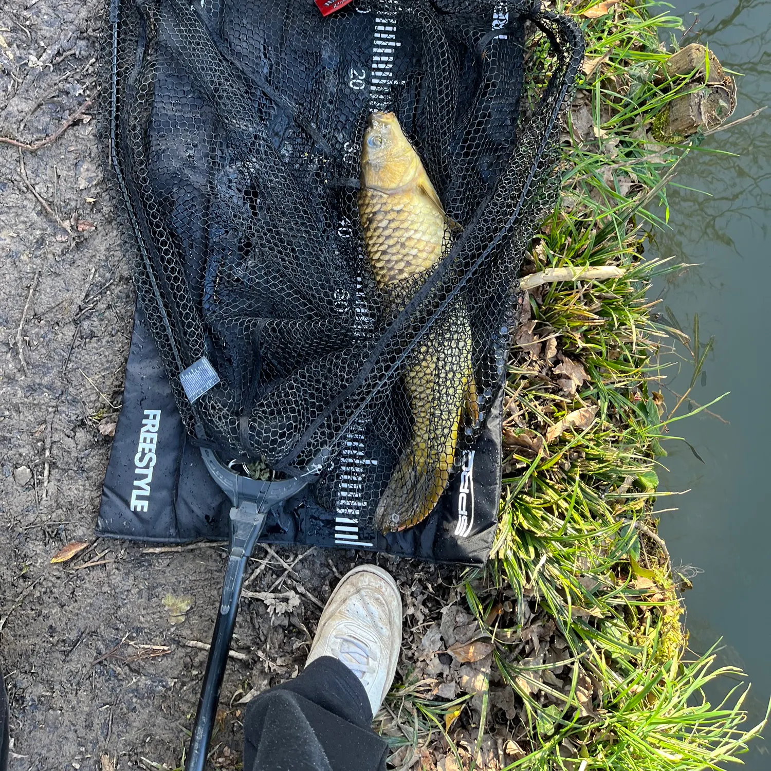 Common carp caught on Fishbrain