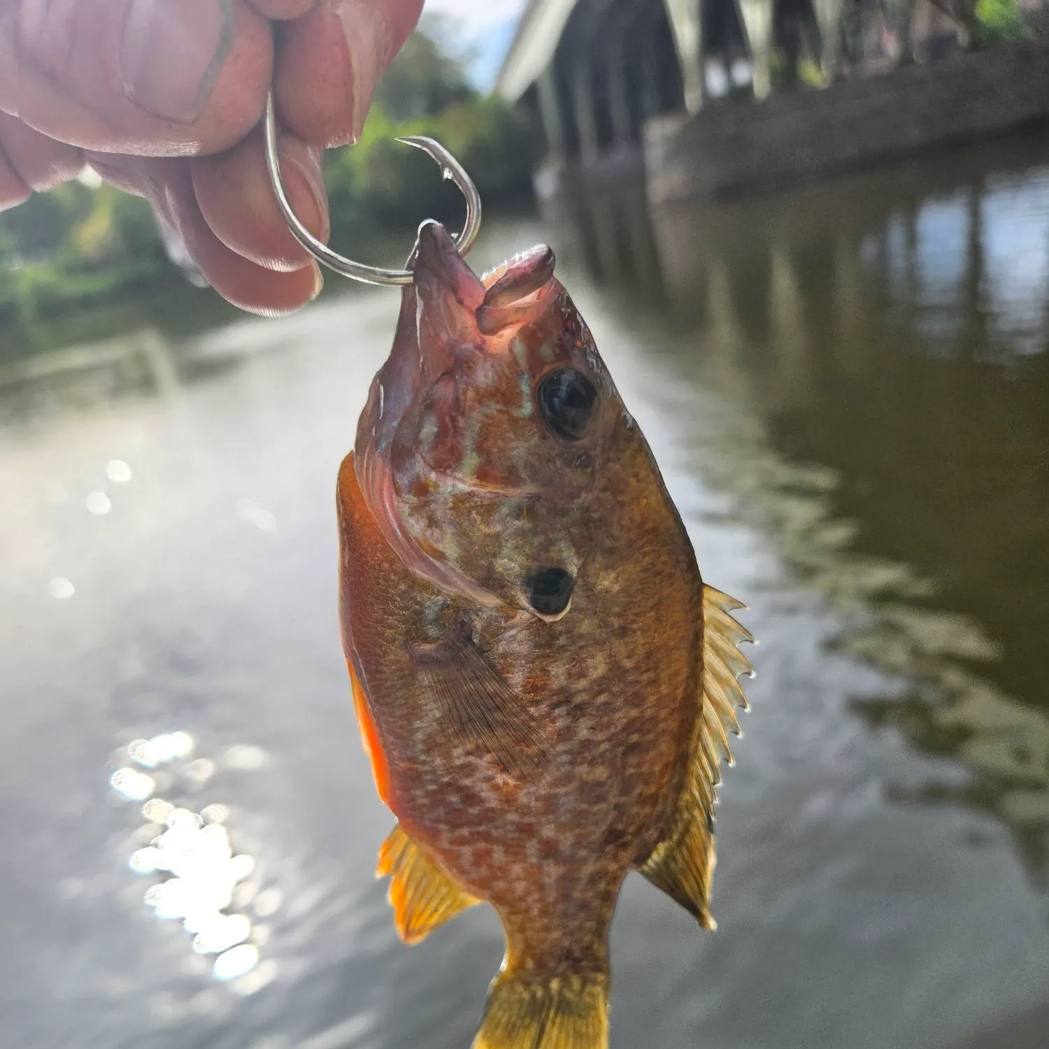 Greengill hybrid caught on Fishbrain