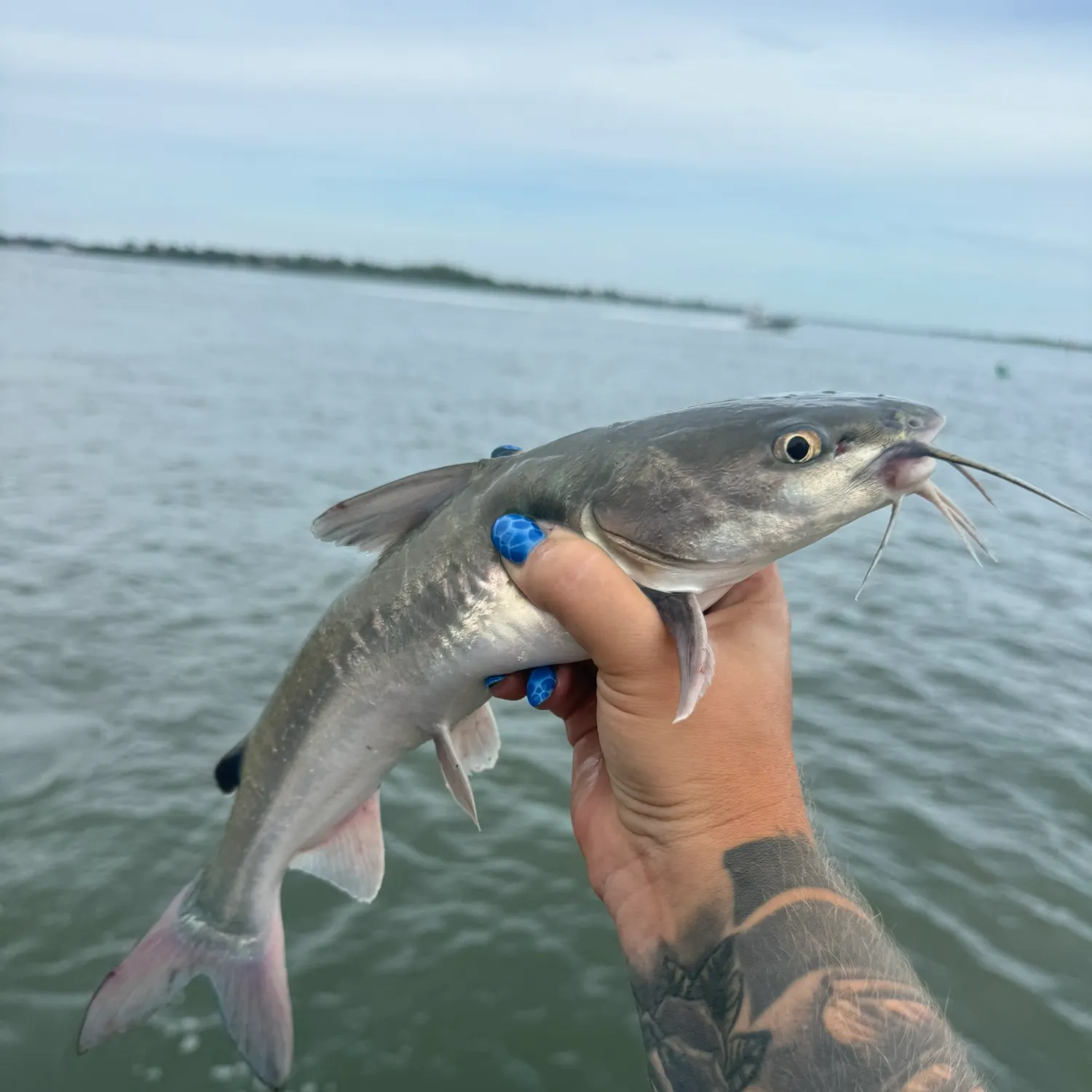 Hardhead sea catfish caught on Fishbrain