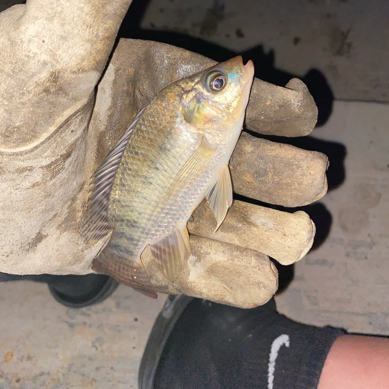 The most recent Redbelly tilapia catches on Fishbrain
