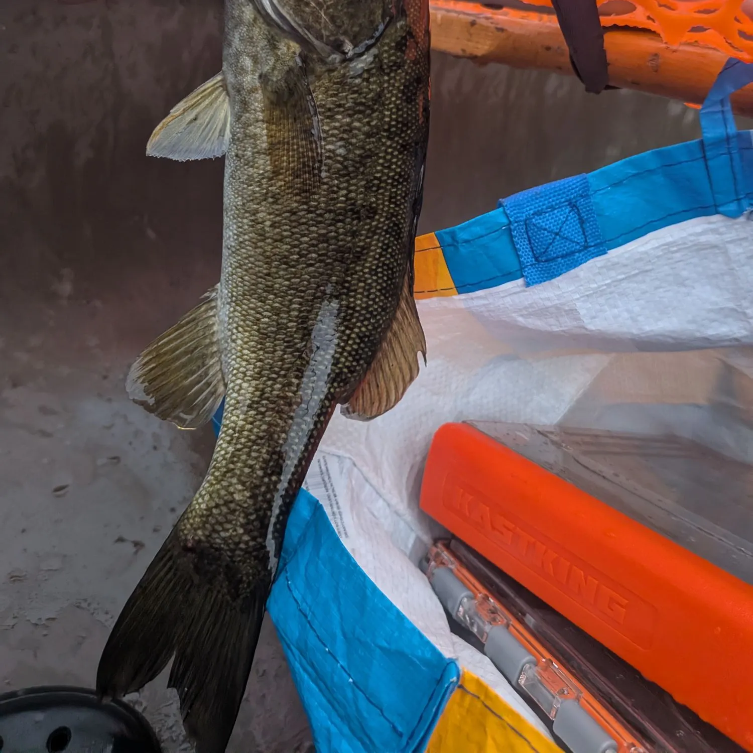 Smallmouth bass caught on Fishbrain