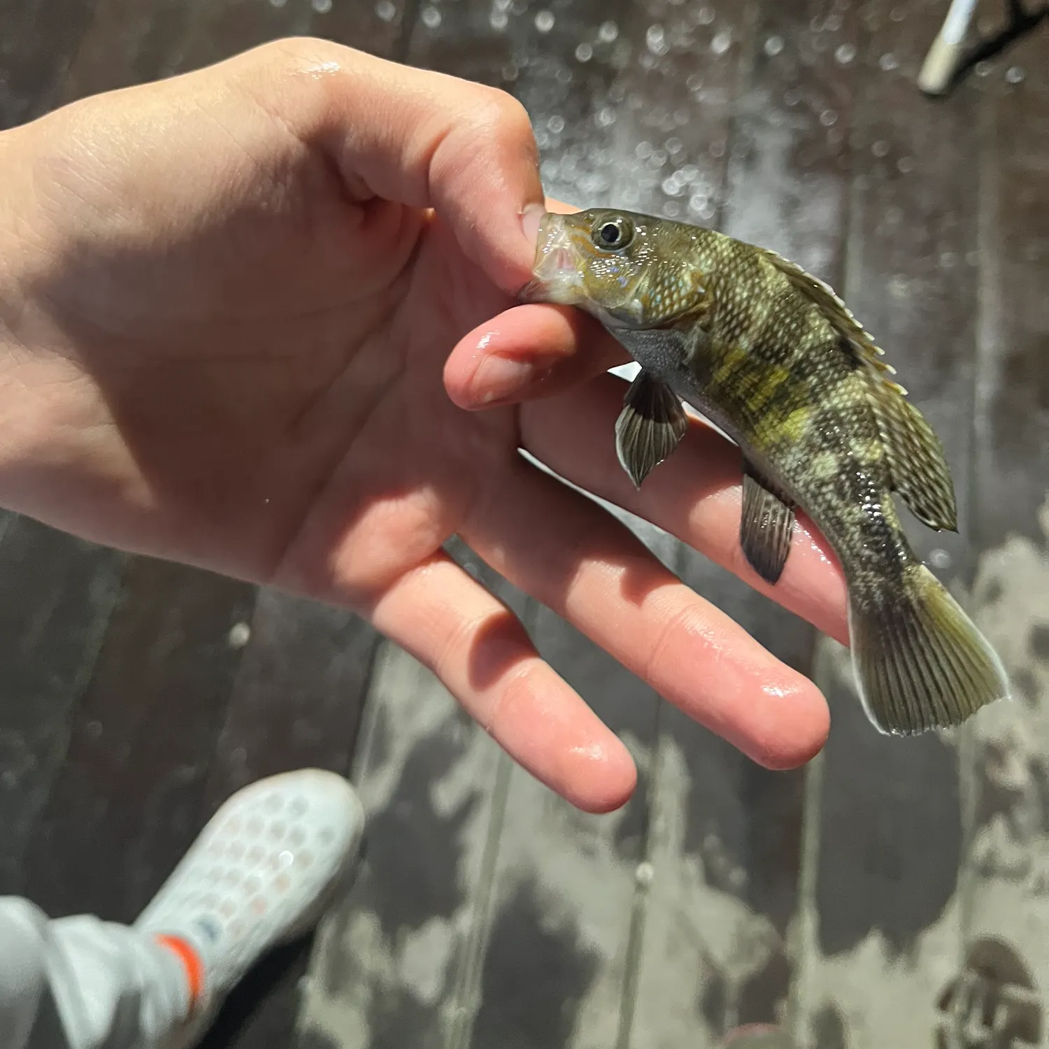 Black sea bass caught on Fishbrain