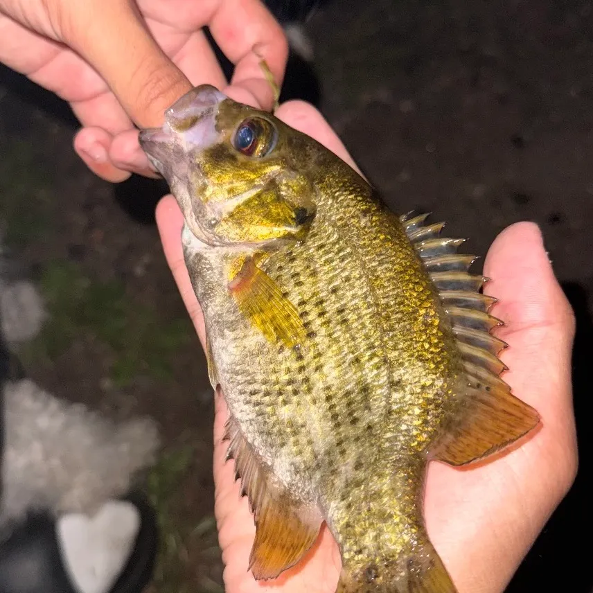 Rock bass caught on Fishbrain