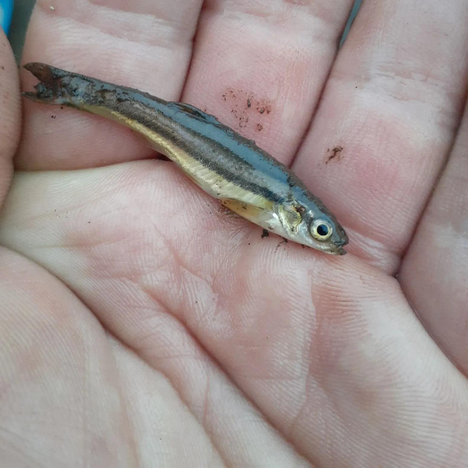 The most recent Northern redbelly dace catches on Fishbrain