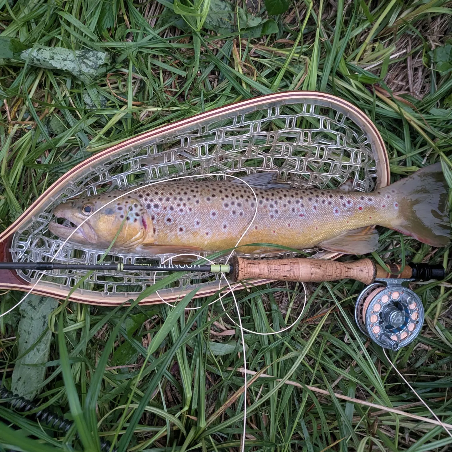 Brown trout caught on Fishbrain