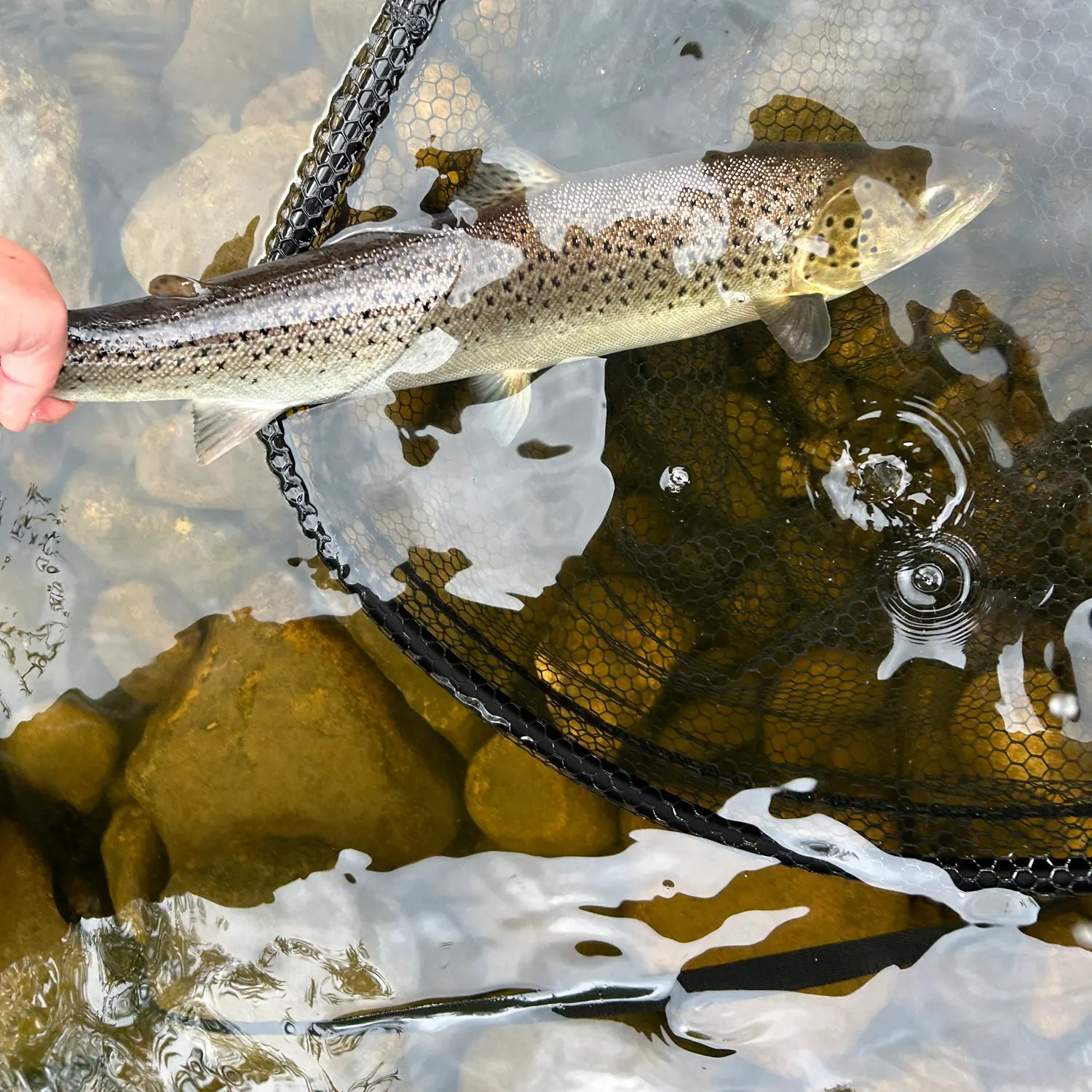 Sea trout caught on Fishbrain