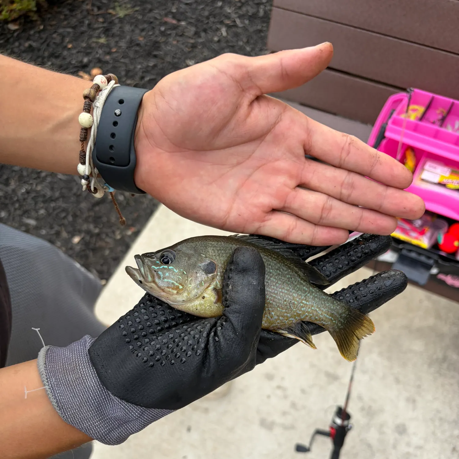 Green sunfish caught on Fishbrain