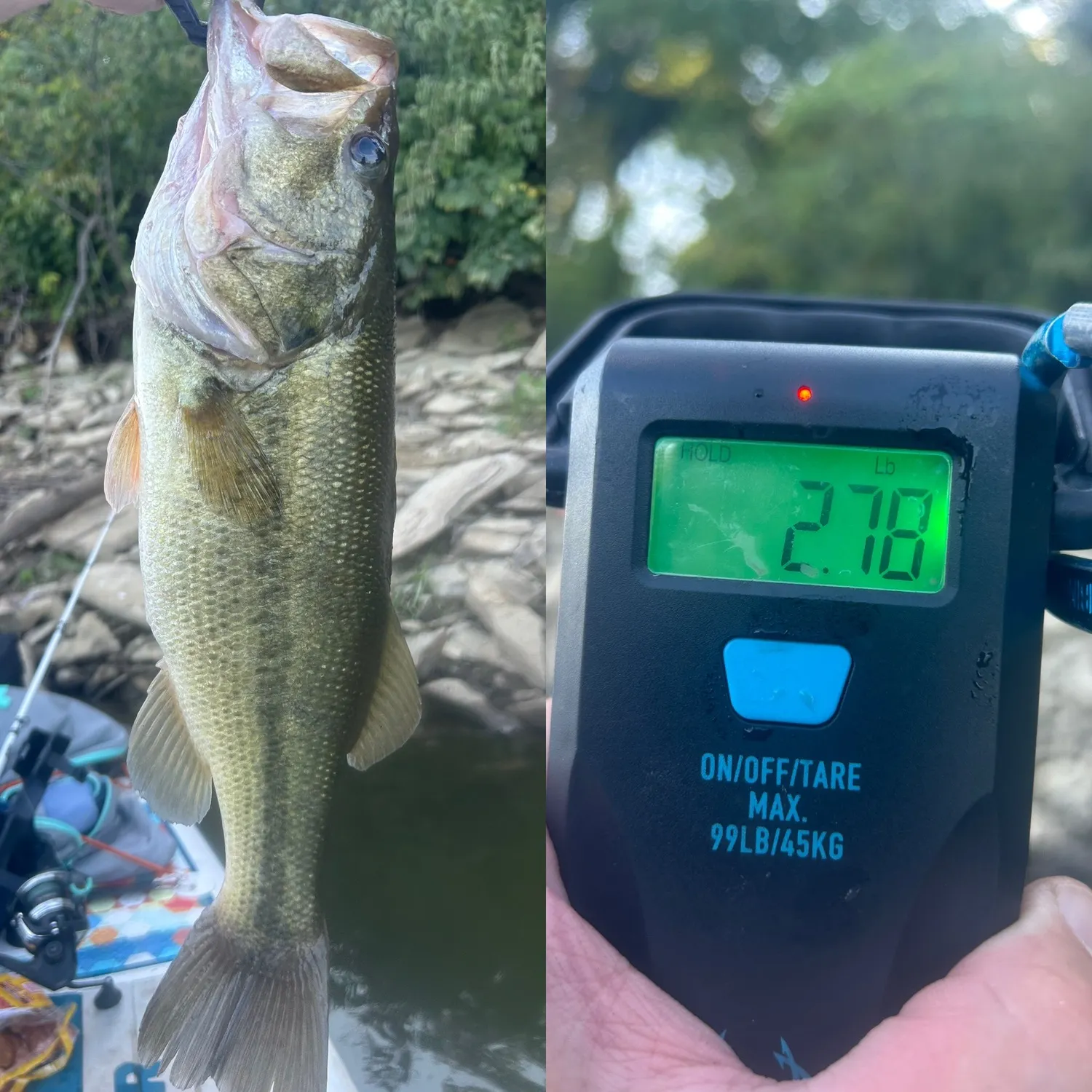 Largemouth bass caught on Fishbrain
