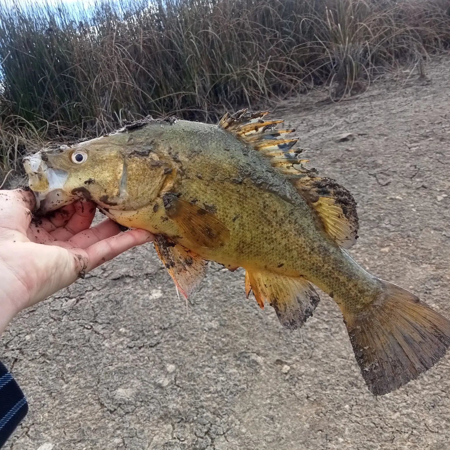 The most recent Golden perch catches on Fishbrain