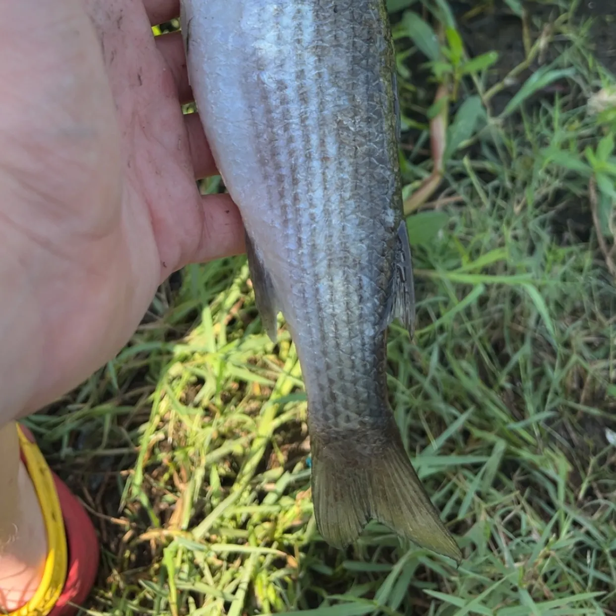Striped mullet caught on Fishbrain