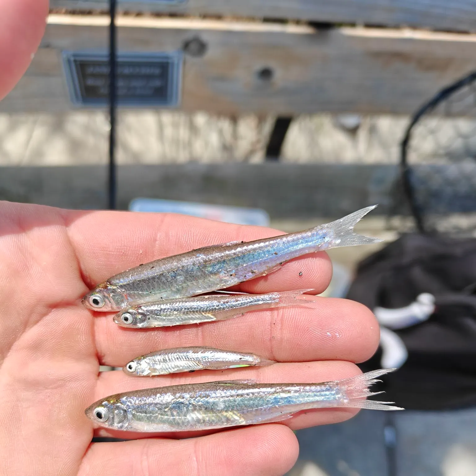 The most recent Emerald shiner catches on Fishbrain