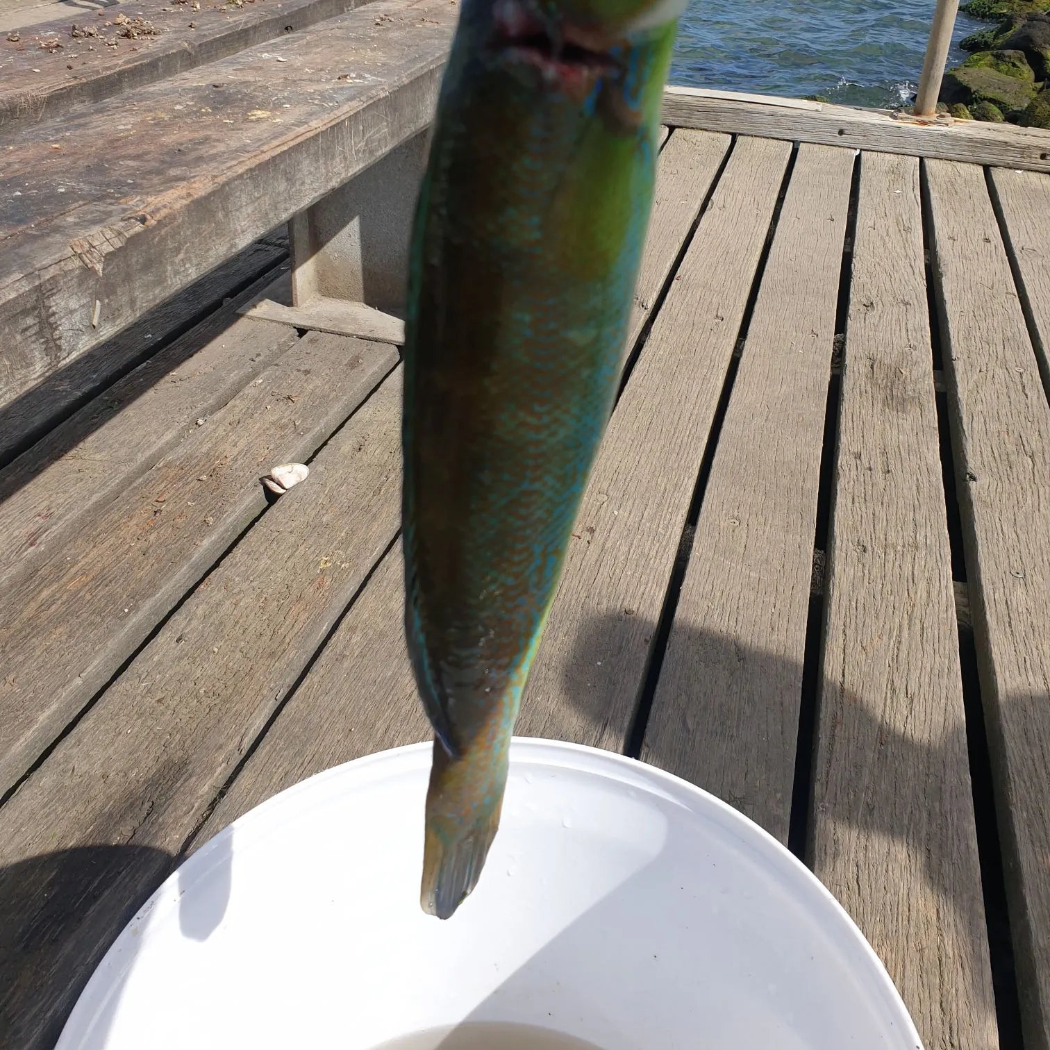 The most recent Blue weed whiting catches on Fishbrain