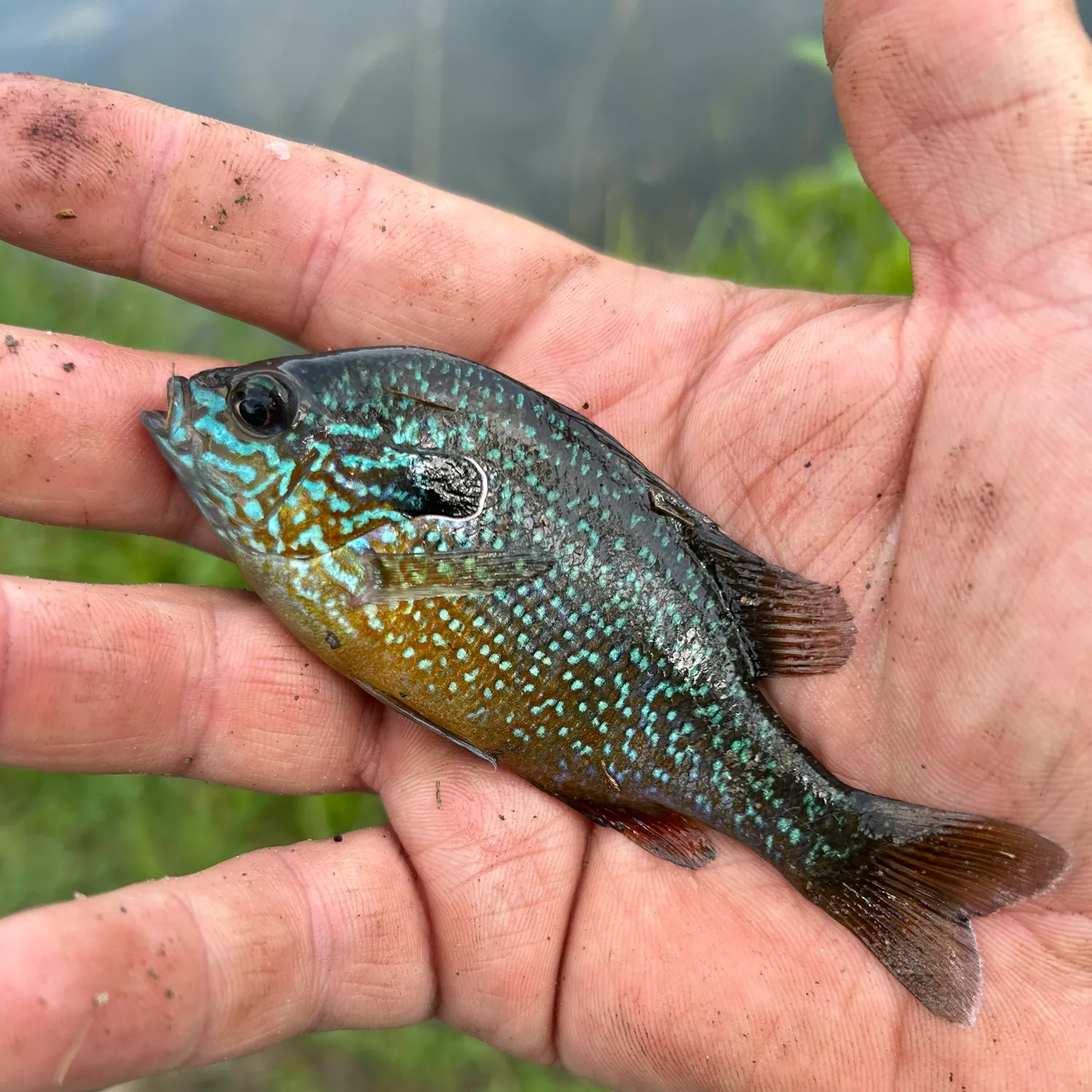 The most recent Dollar sunfish catches on Fishbrain