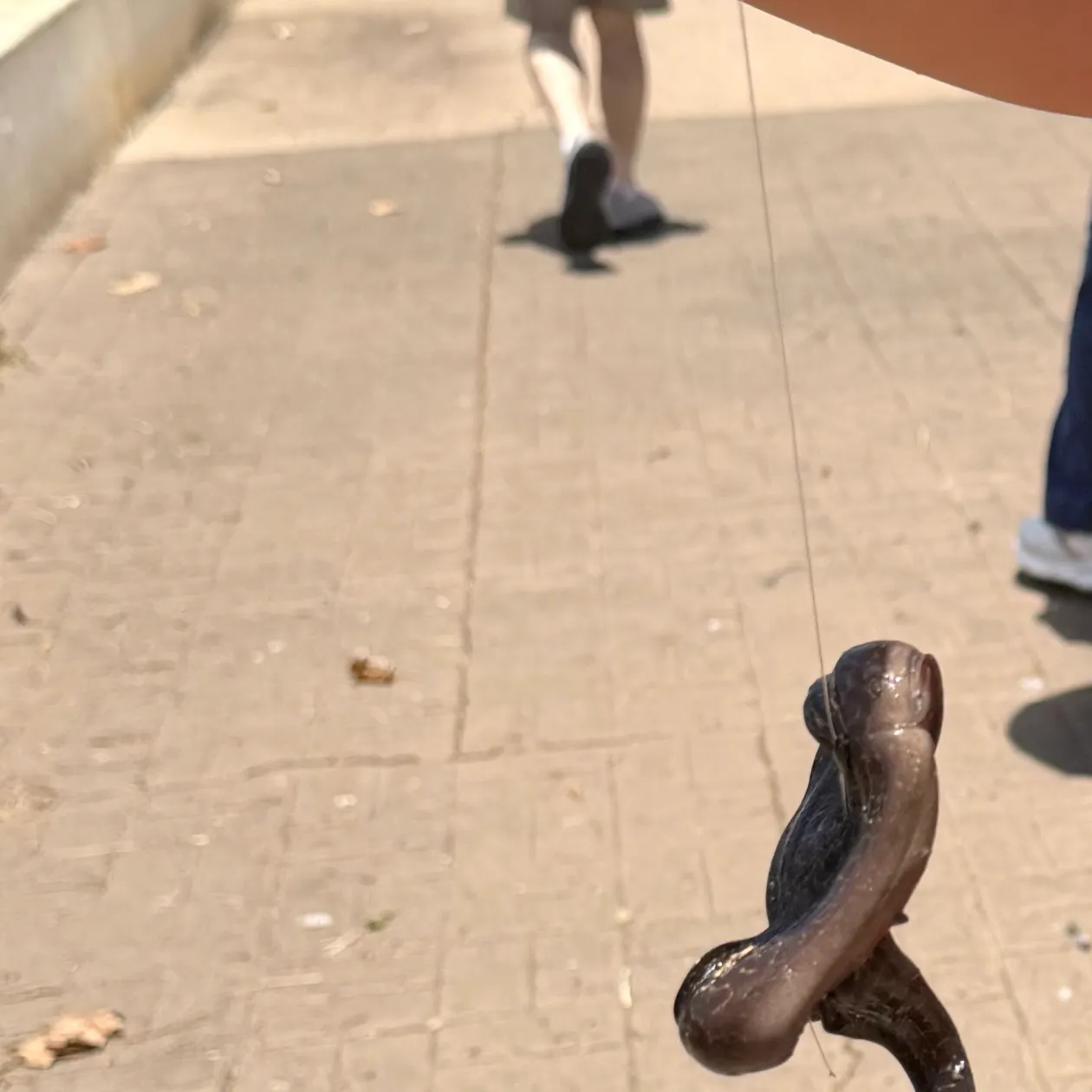 The most recent Harlequin snake eel catches on Fishbrain