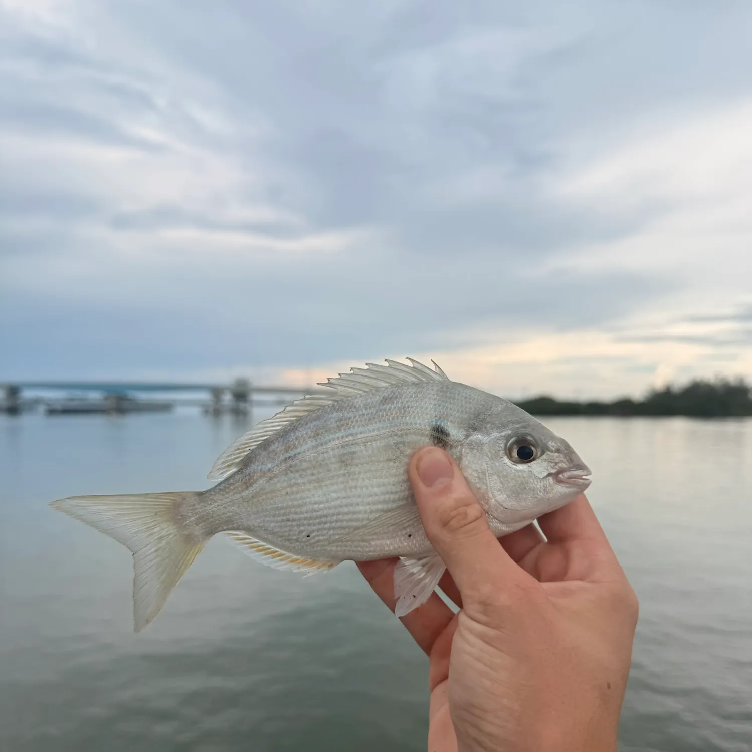 Pinfish caught on Fishbrain