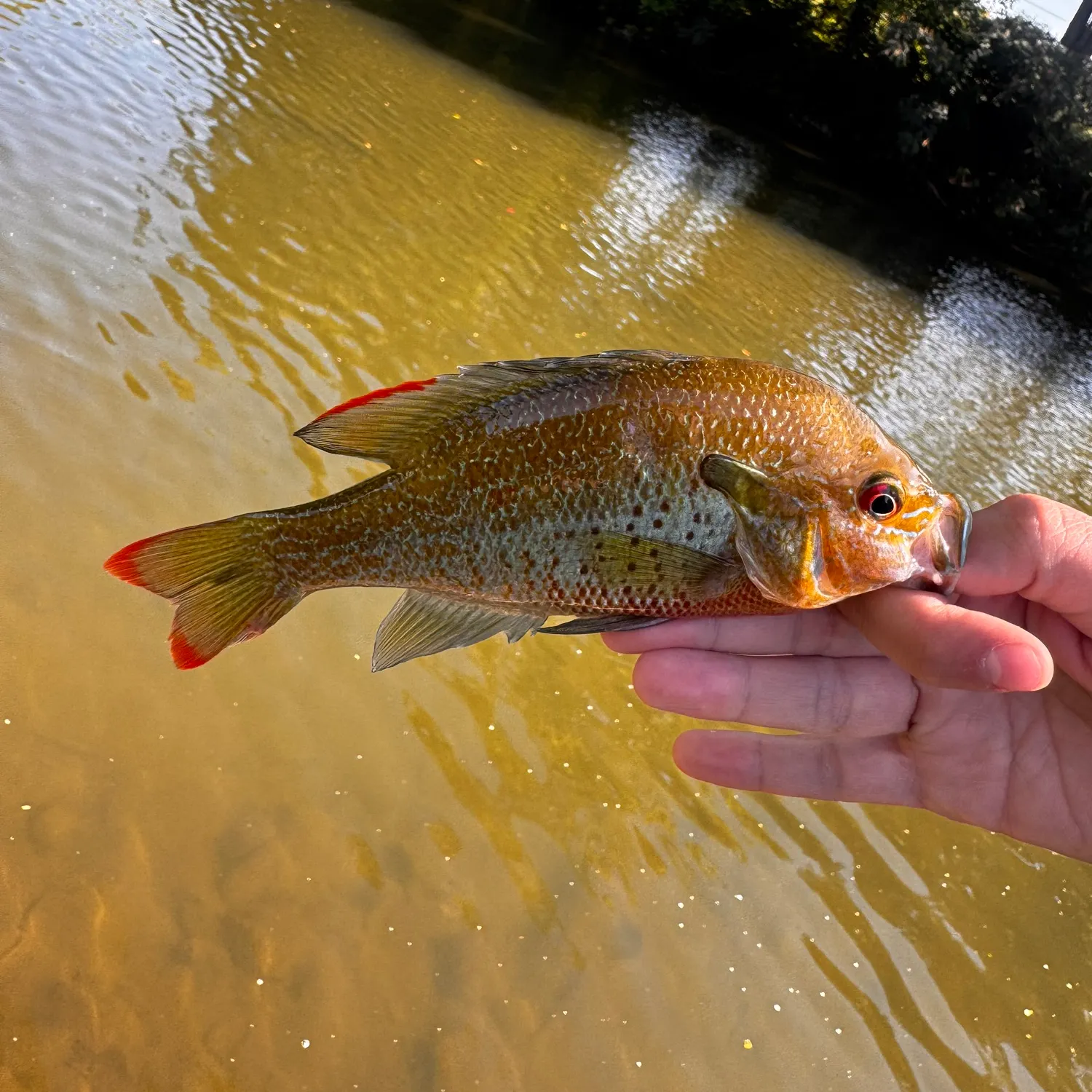 Redbreast sunfish caught on Fishbrain
