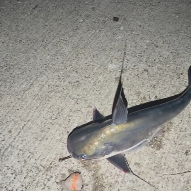 Gafftopsail sea catfish caught on Fishbrain