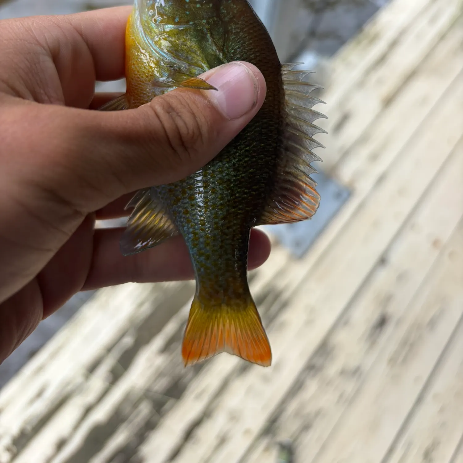 recently logged catches