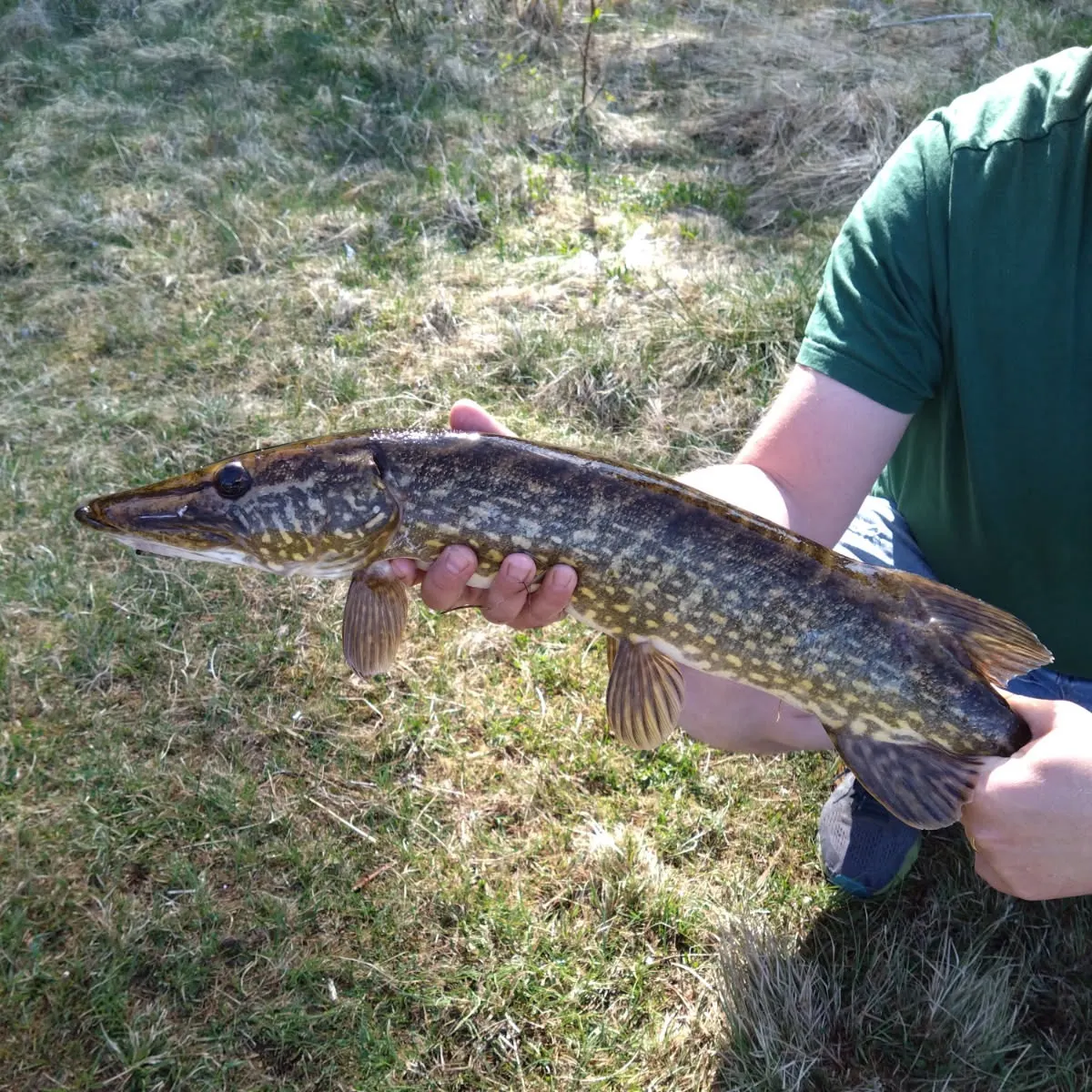 Northern pike caught on Fishbrain