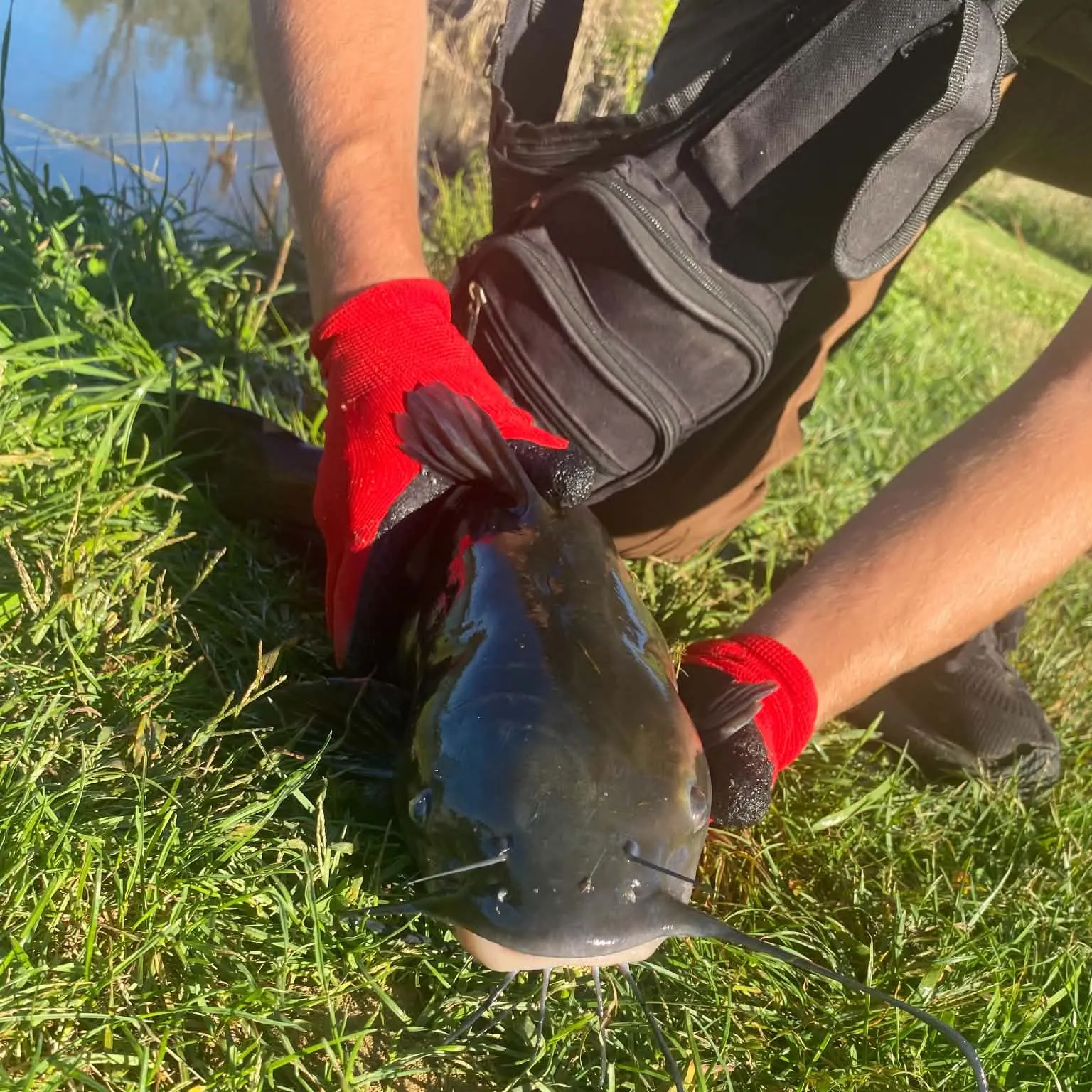 Channel catfish caught on Fishbrain