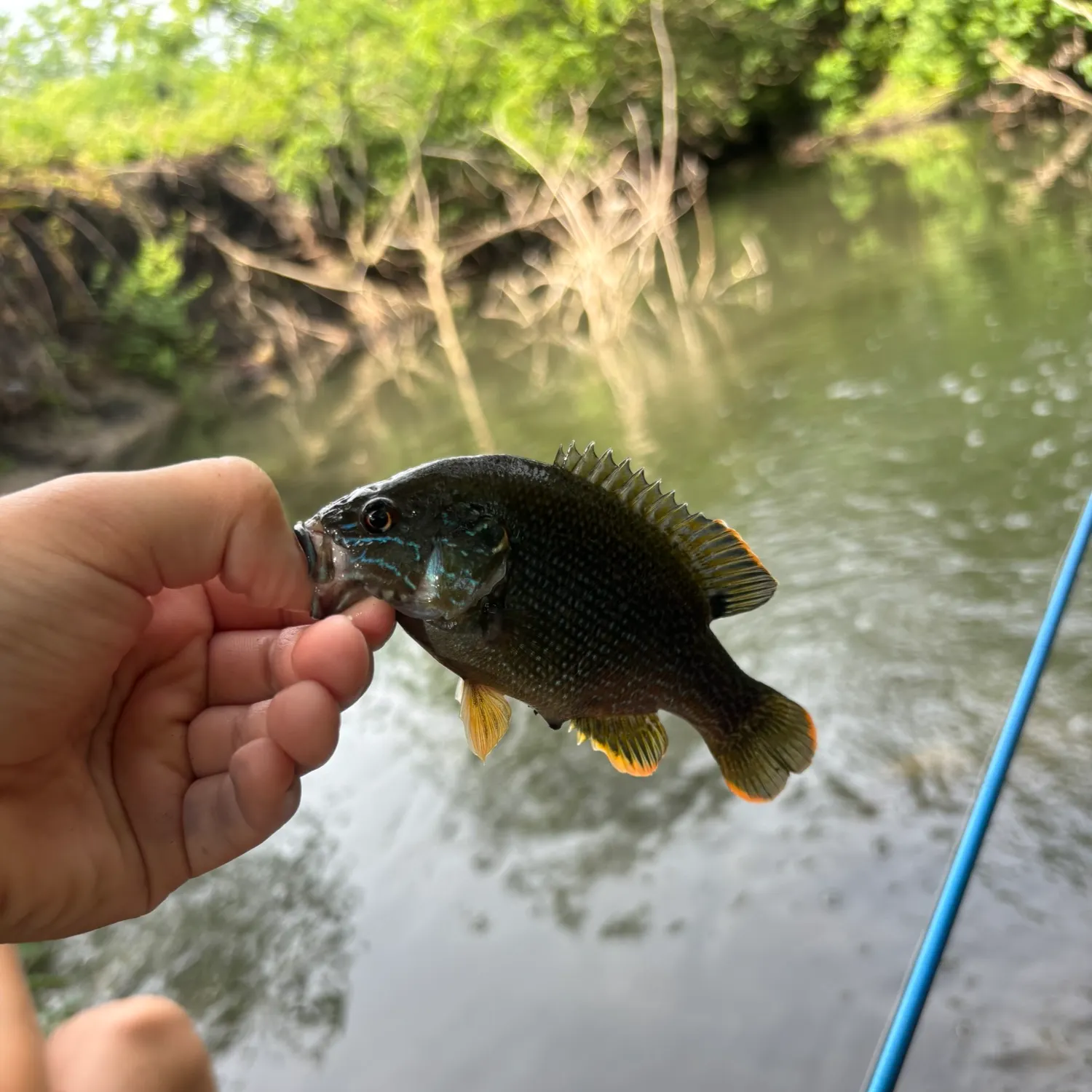 angler catch