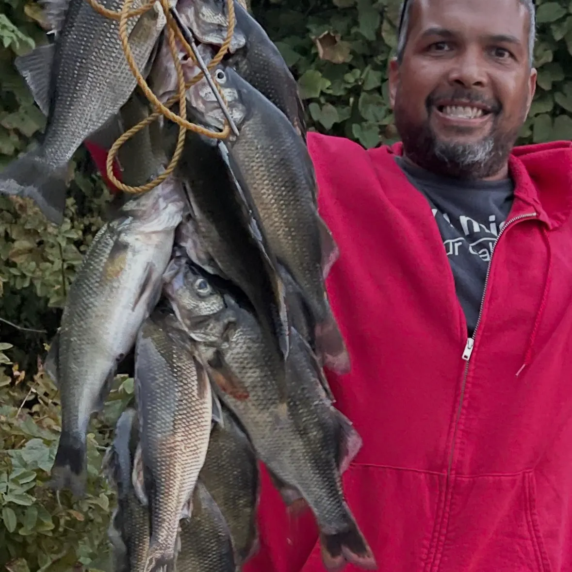 White perch caught on Fishbrain