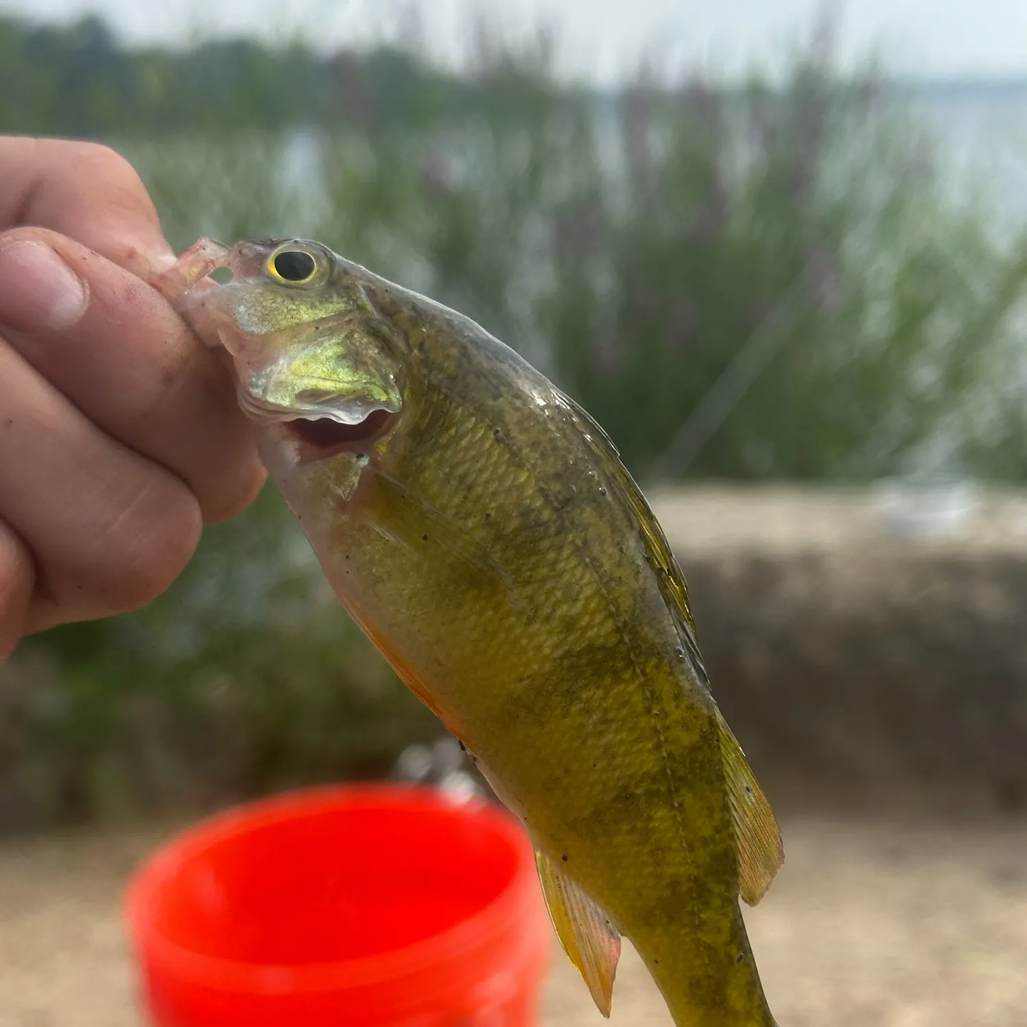 catch