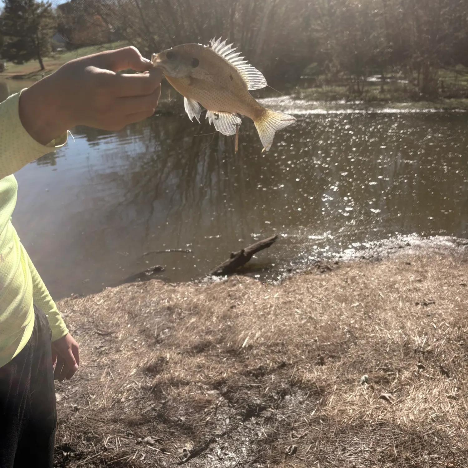 Bluegill caught on Fishbrain