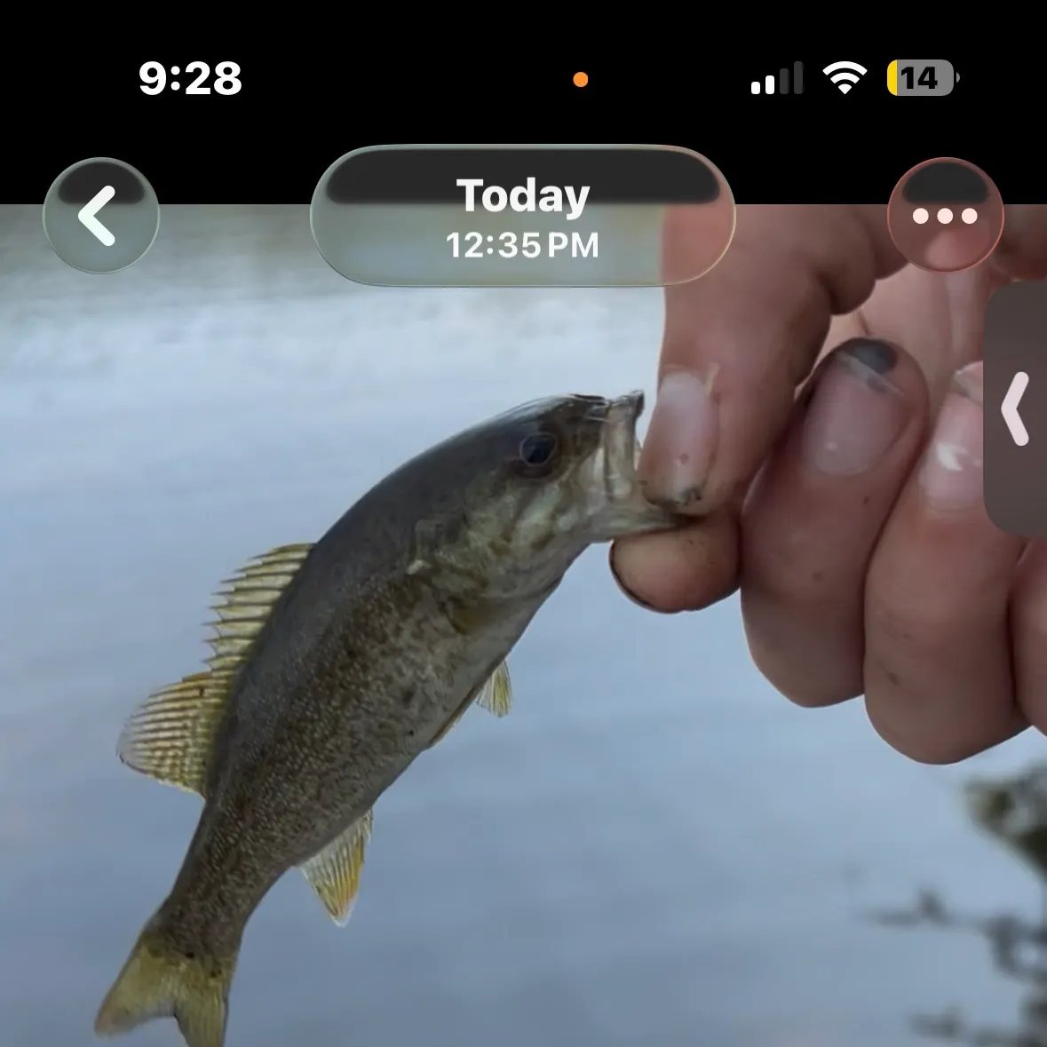 recently logged catches