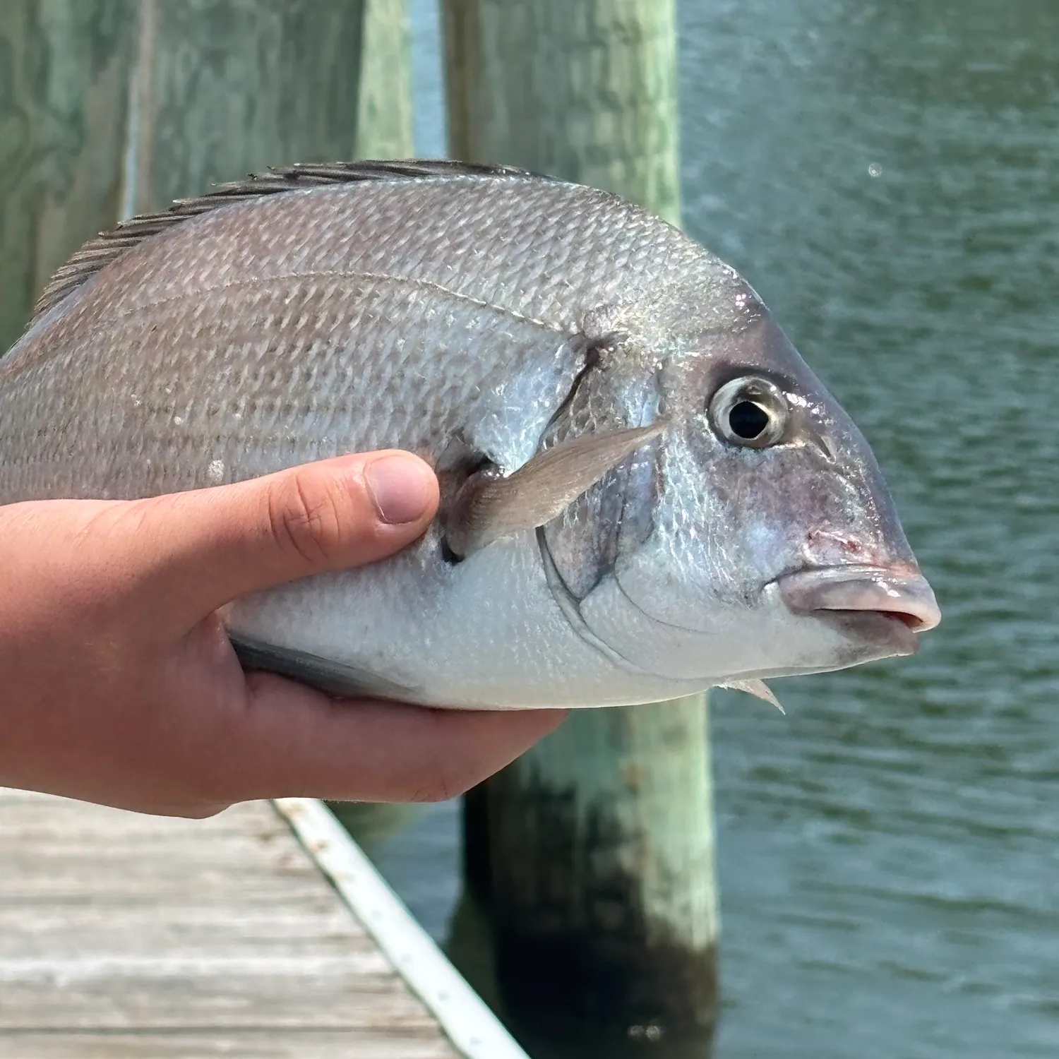 The most recent Knobbed Porgy catches on Fishbrain
