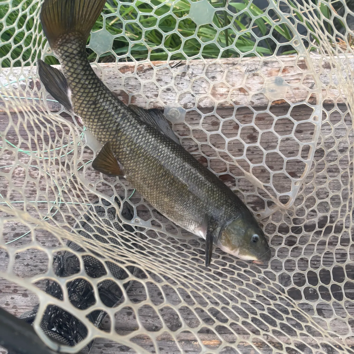 The most recent June sucker catches on Fishbrain