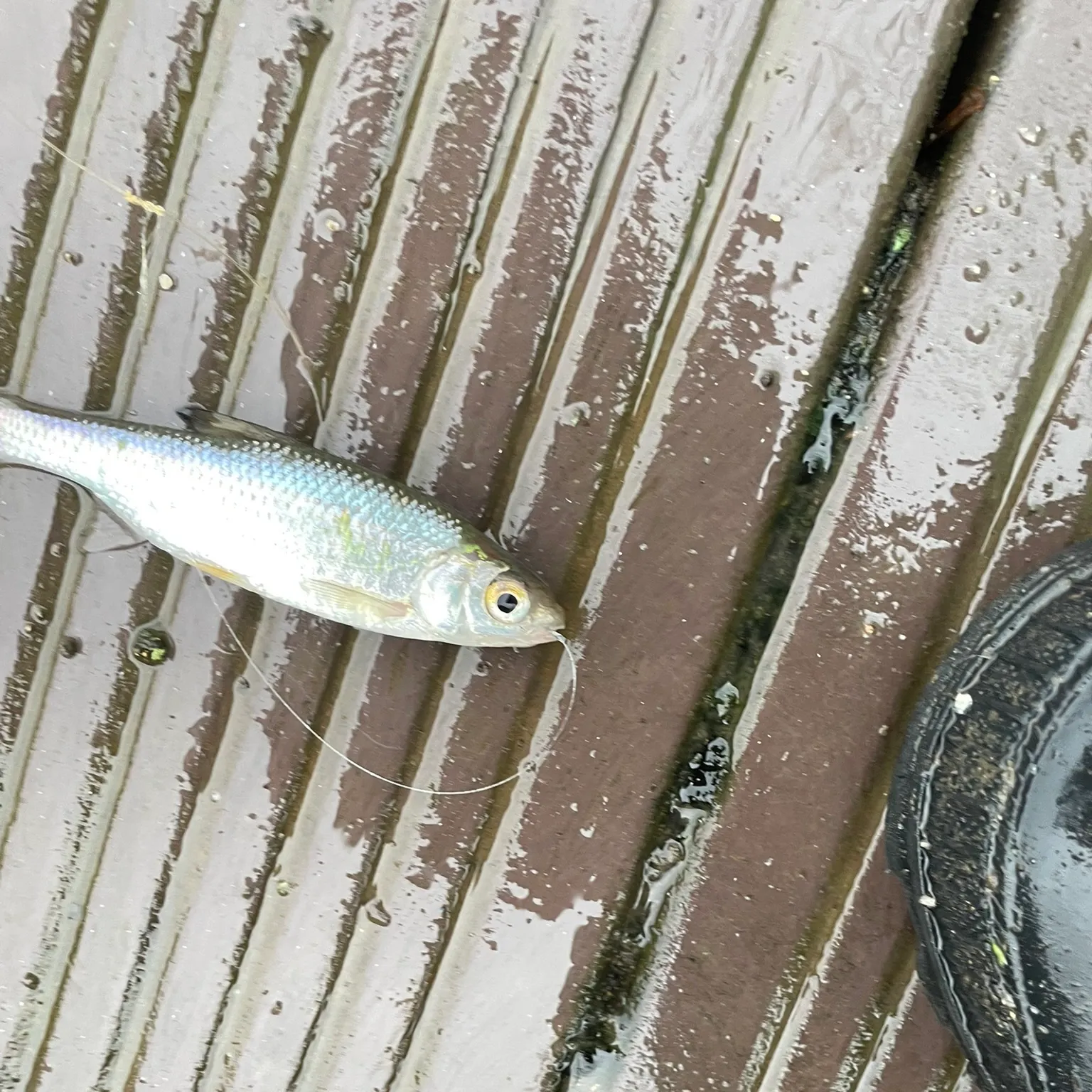 The most recent Common roach catches on Fishbrain