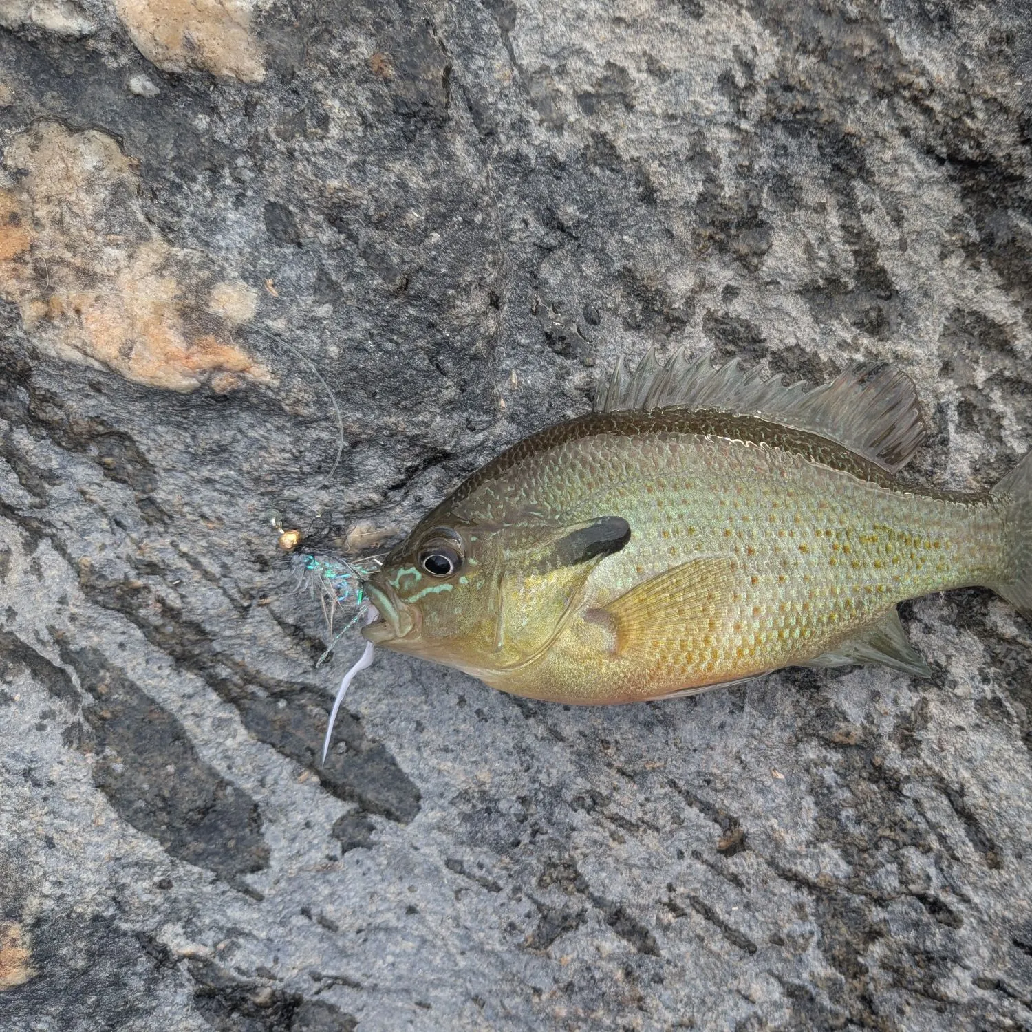 Redbreast sunfish caught on Fishbrain