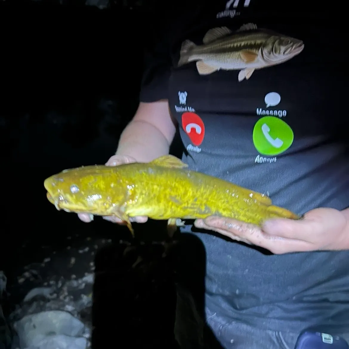 Yellow bullhead caught on Fishbrain