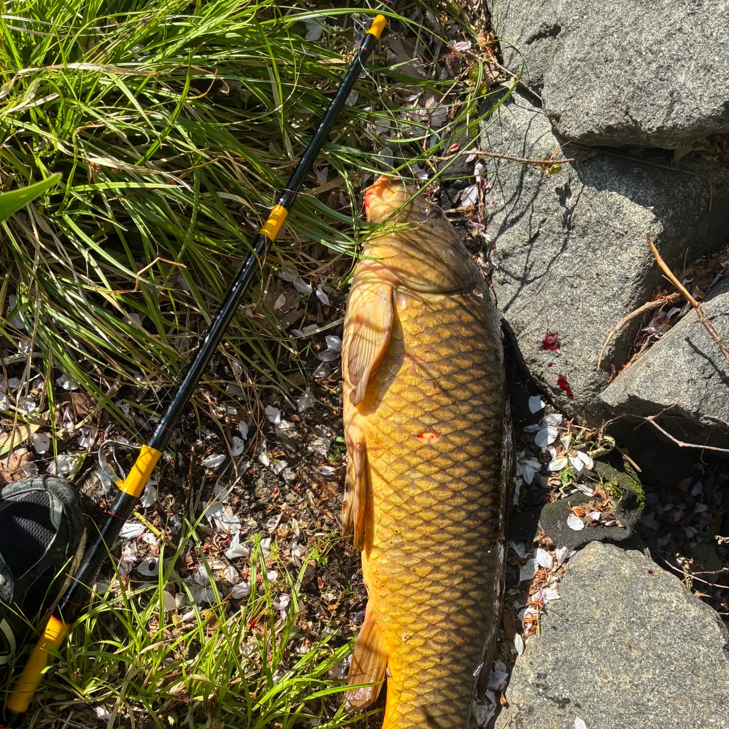 recently logged catches