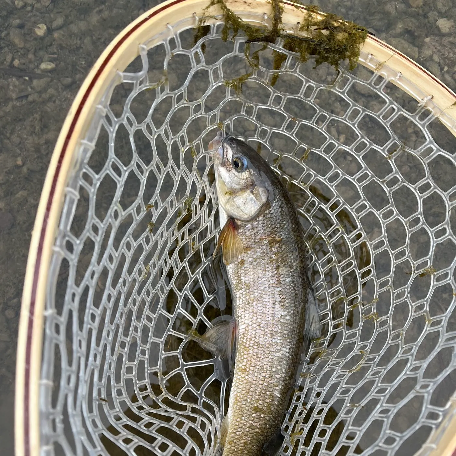 angler catch
