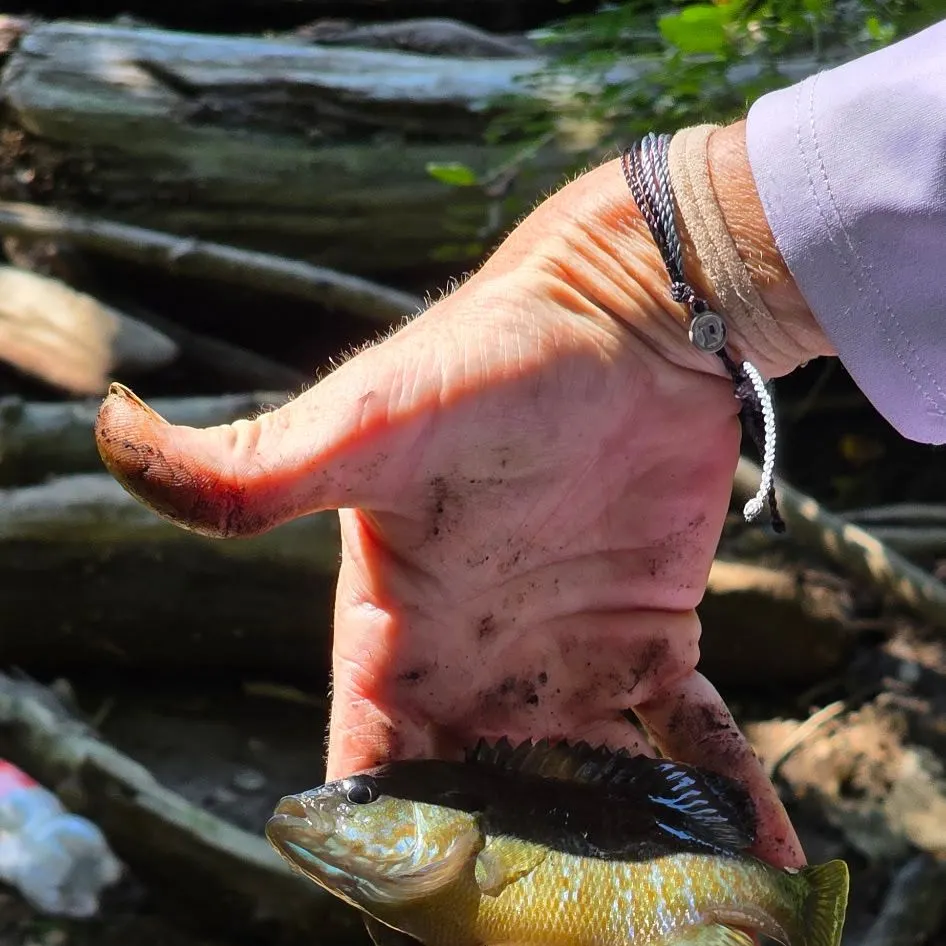 Greengill hybrid caught on Fishbrain